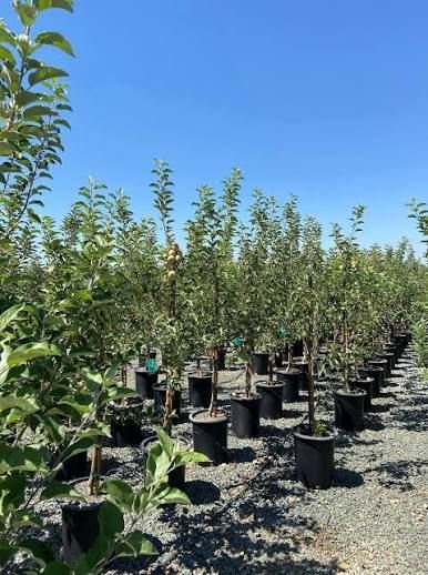 Rows of young trees in black nursery pots under a clear blue sky, with gravel ground.