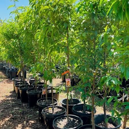 Rows of young trees in black nursery pots outdoors under bright sun