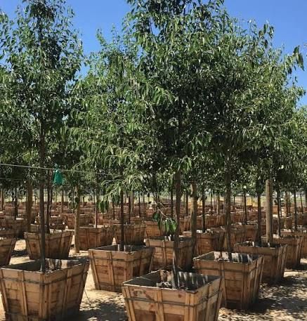 Rows of young trees in wooden planters under a clear blue sky, seen in an outdoor nursery
