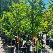 Rows of potted young trees and shrubs in a sunny outdoor plant nursery