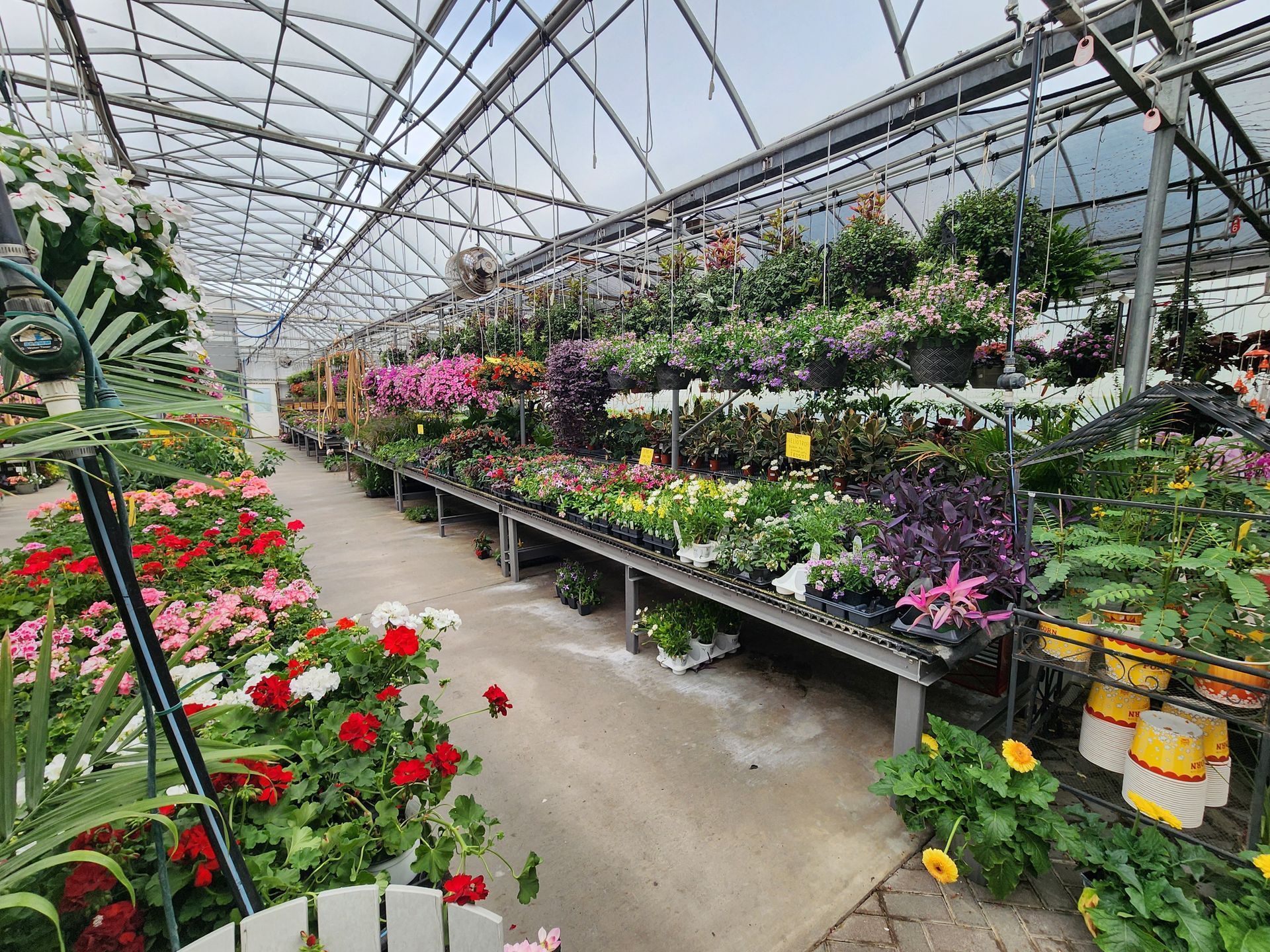 Greenhouse aisle lined with colorful potted flowers on metal benches under a glass roof