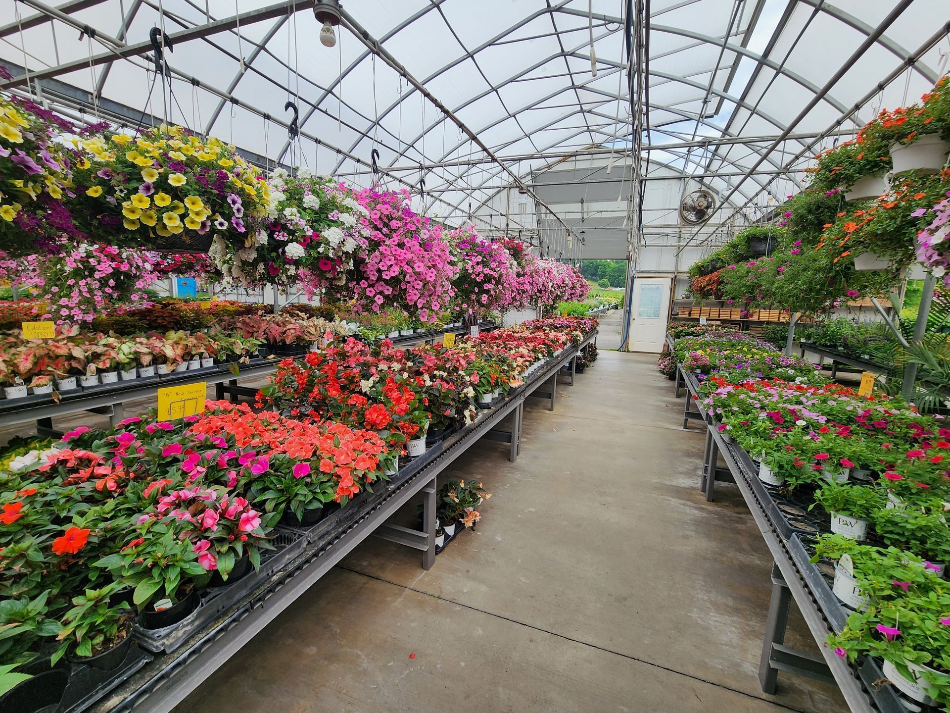 Greenhouse aisle lined with colorful potted flowers and hanging baskets on both sides
