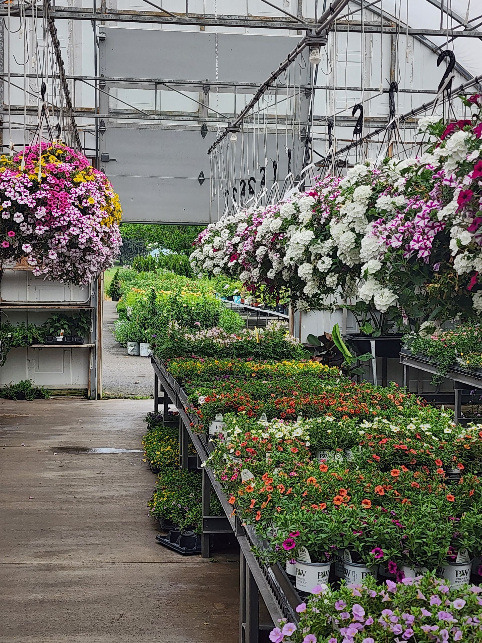 Greenhouse aisle lined with hanging and potted flowers in pink, white, and orange blooms