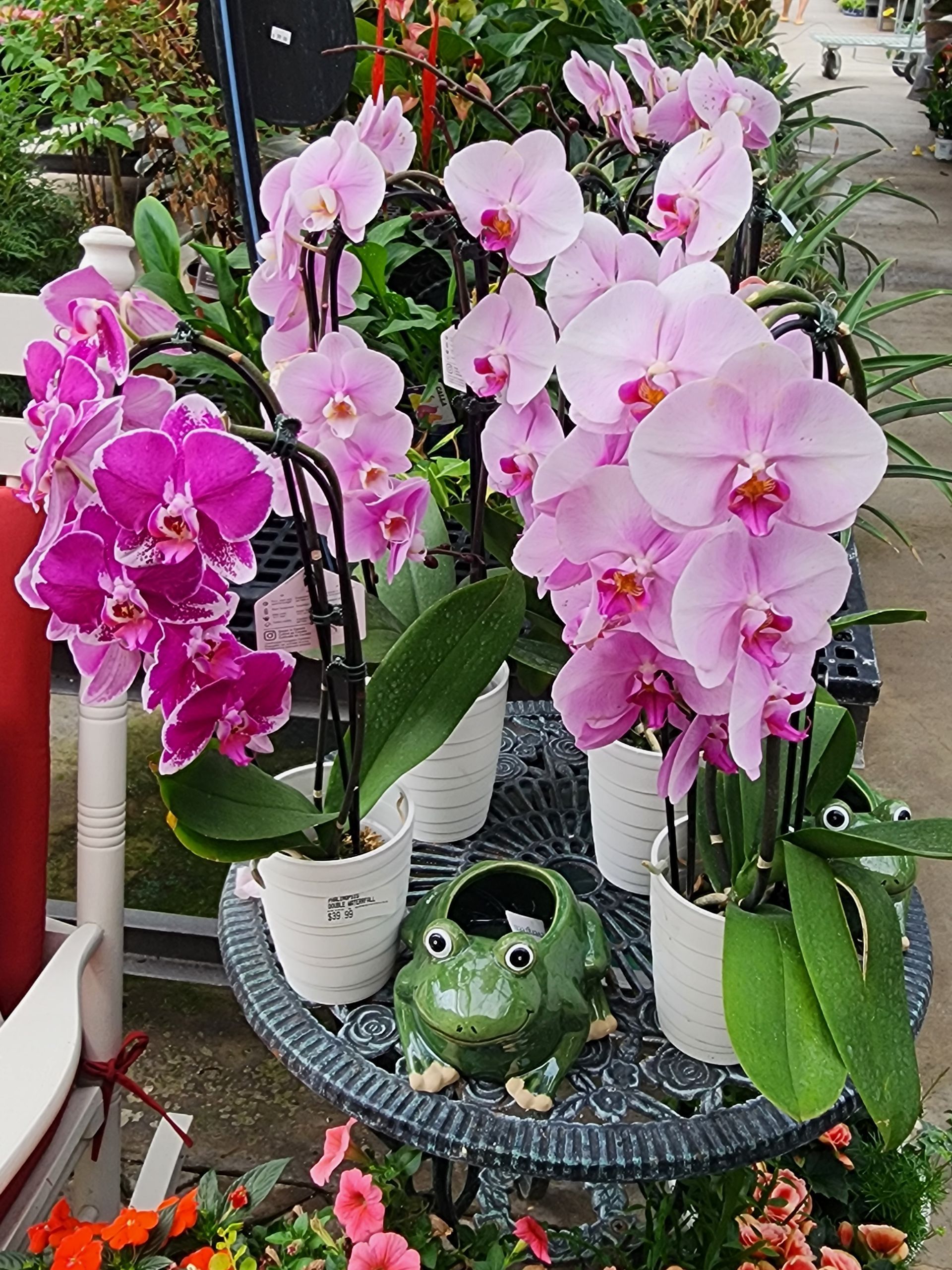 Pink orchids in white pots on a round table, with a small green frog decoration in front.