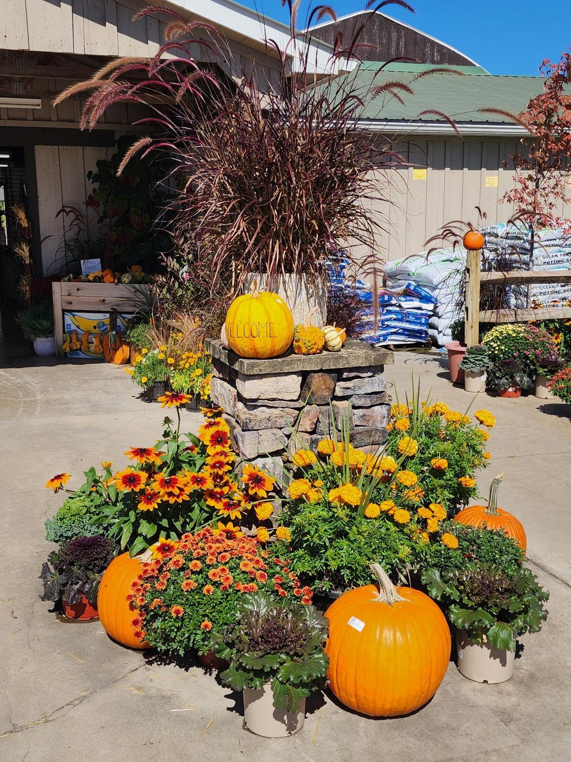 Front yard fall display with pumpkins, orange flowers, and a stone planter in sunlight