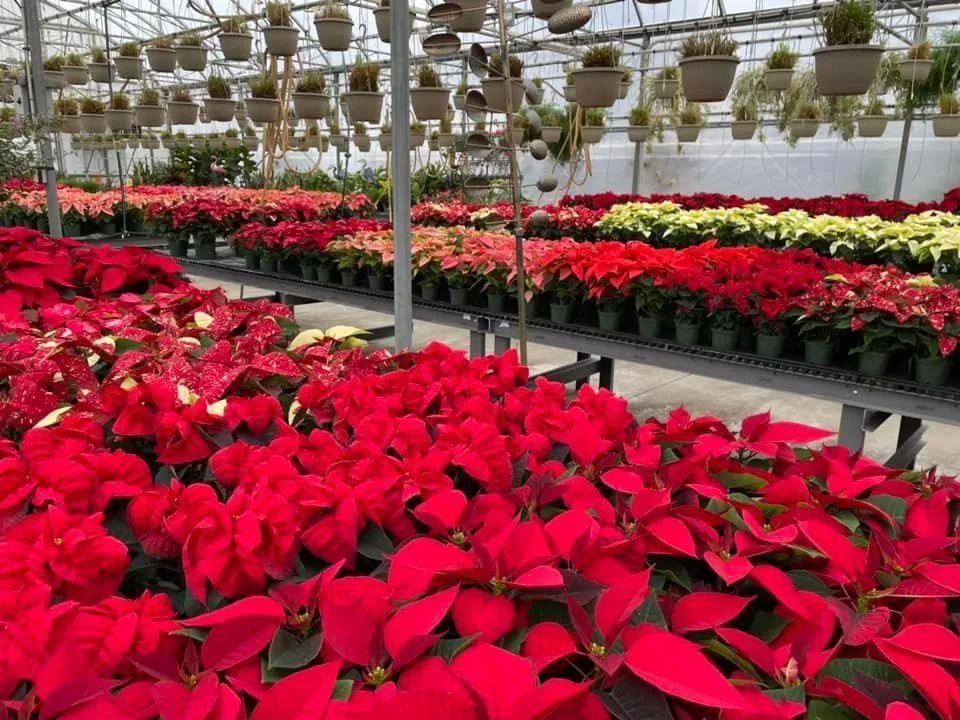 Rows of vibrant red and white poinsettias filling a greenhouse, with many more plants hanging from the ceiling.