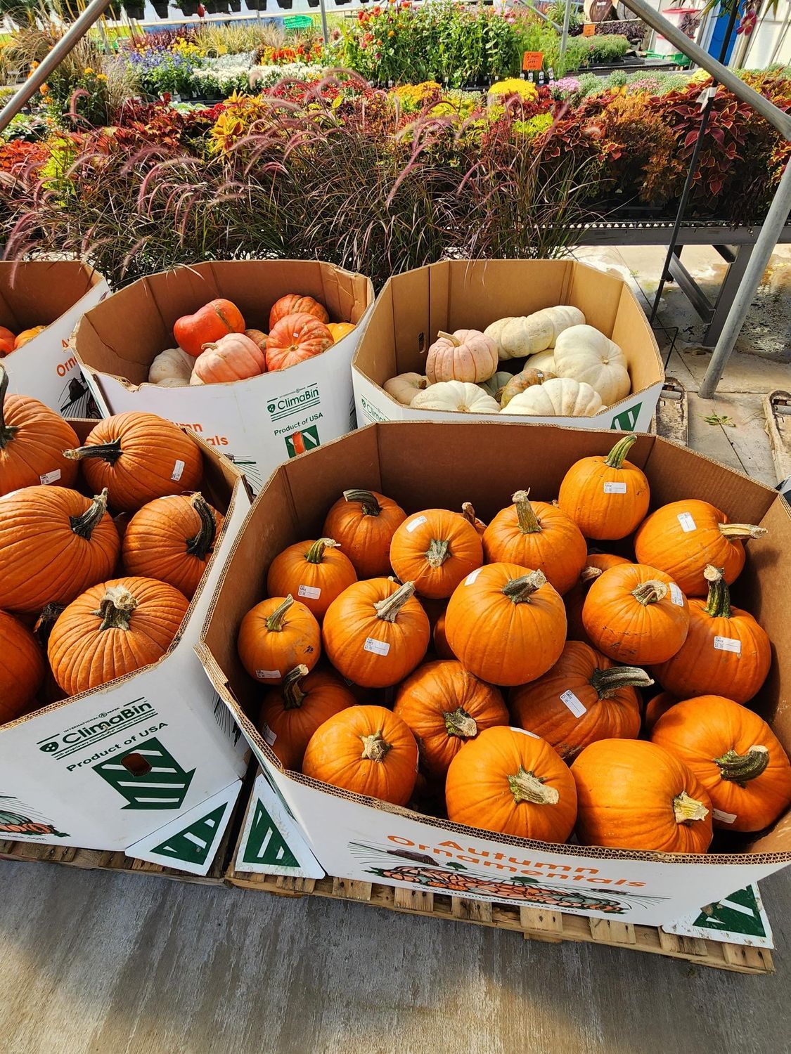 Pumpkins and gourds displayed in open boxes at an outdoor market stall.