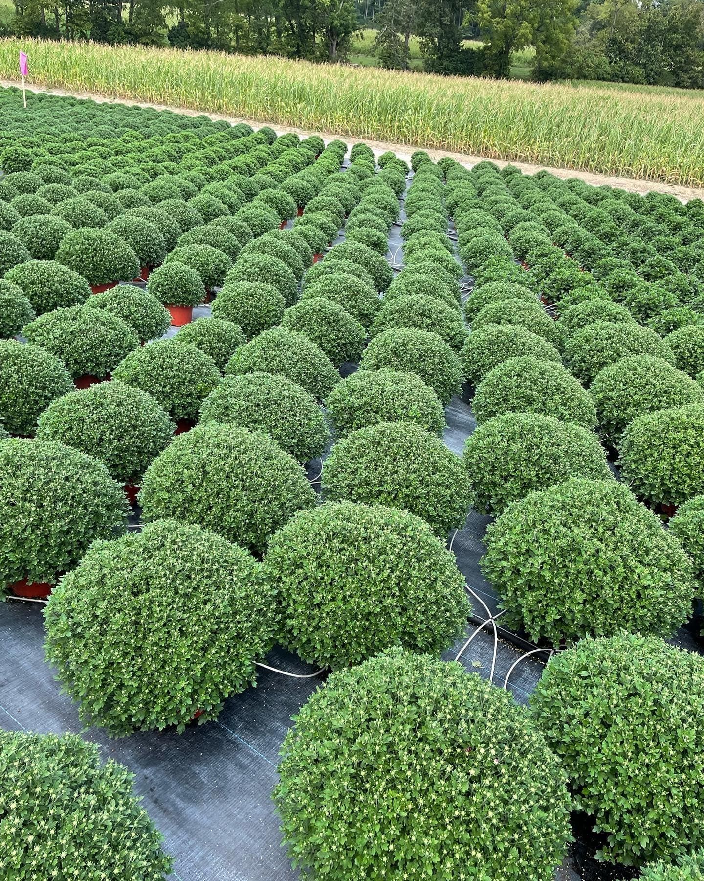 Rows of green, spherical plants in pots, on black landscaping fabric, field.