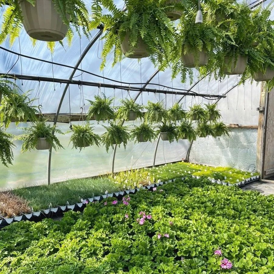 Greenhouse interior with hanging ferns, rows of plants below, and a clear plastic roof.
