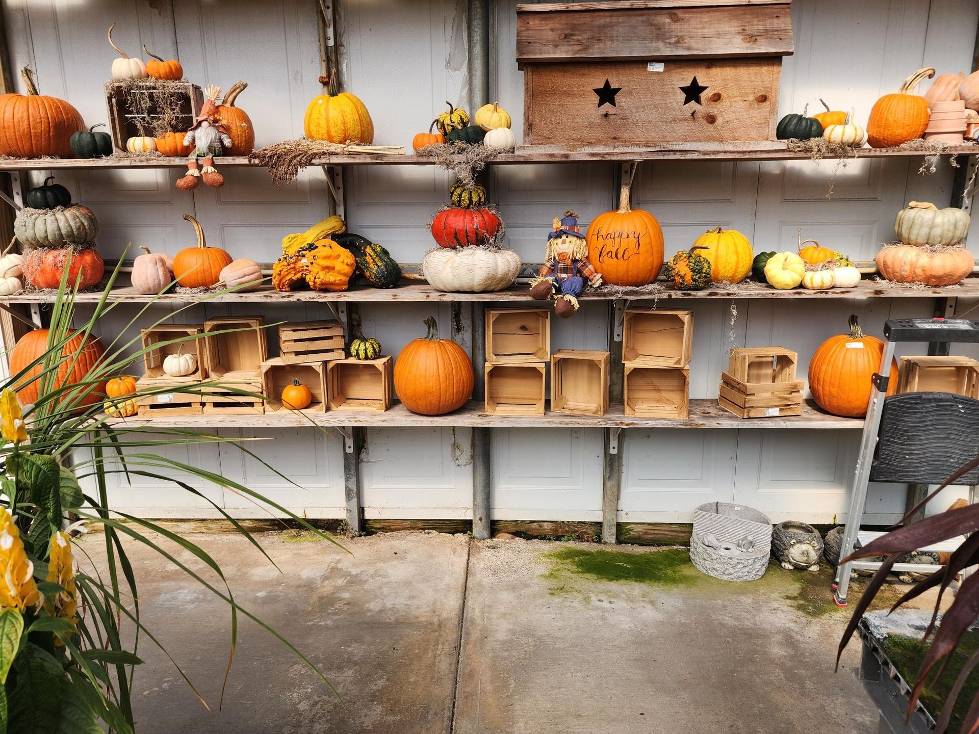 Autumn display of pumpkins, gourds, candles, and rustic decor on wooden shelves outdoors