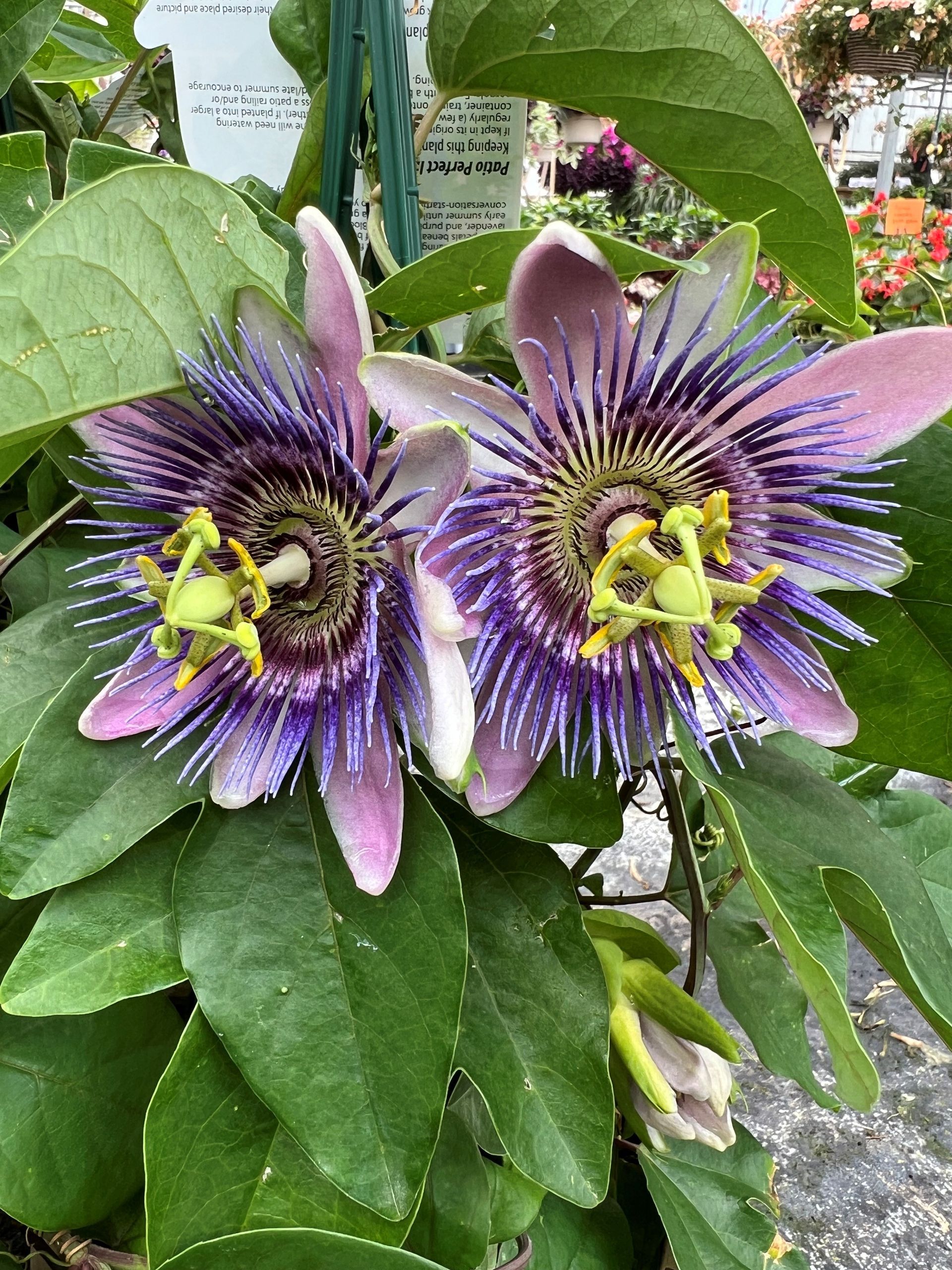 Purple and lavender passionflowers with green leaves.