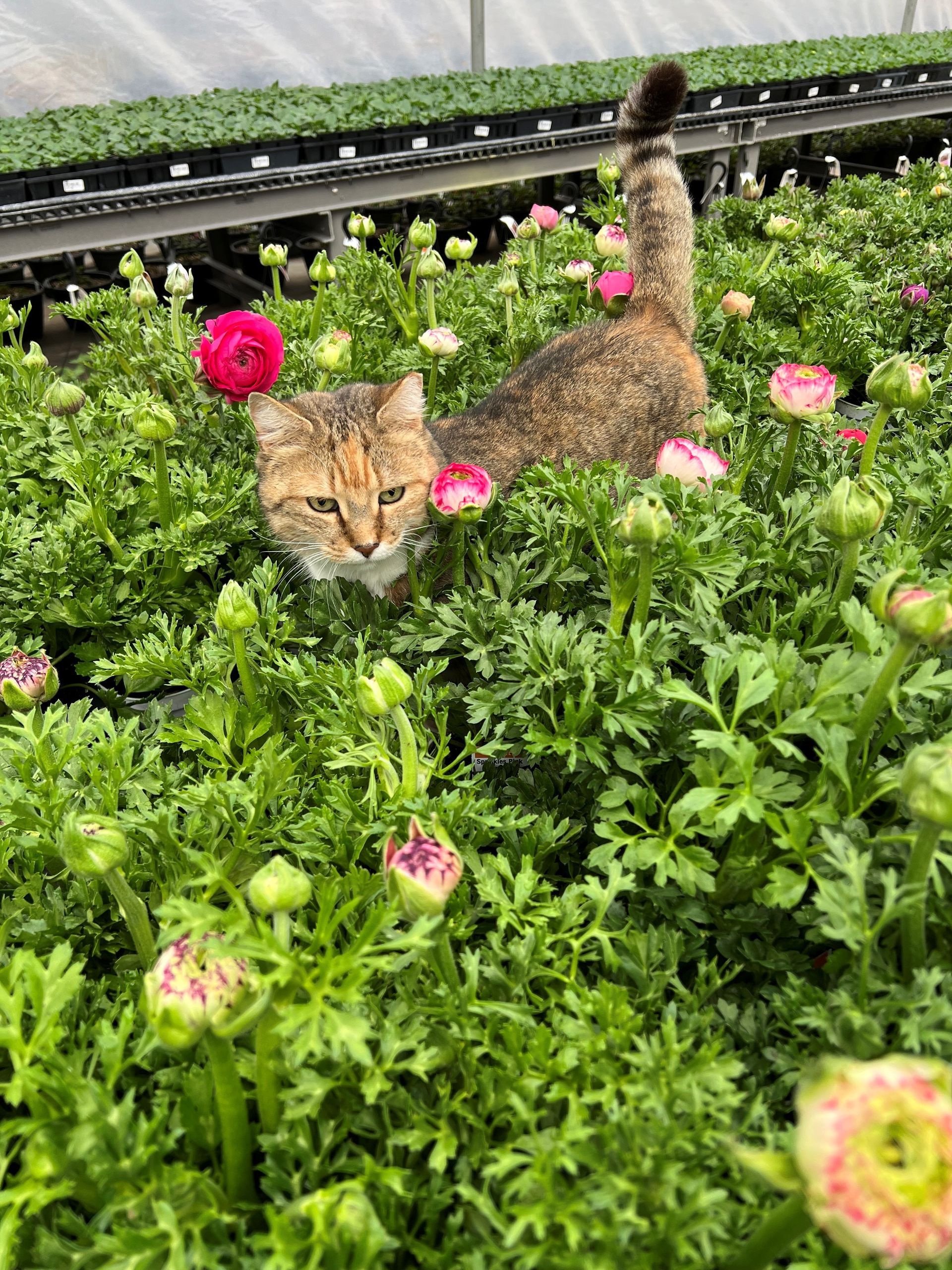 Cat in a lush garden of pink flowers and green foliage, tail up.