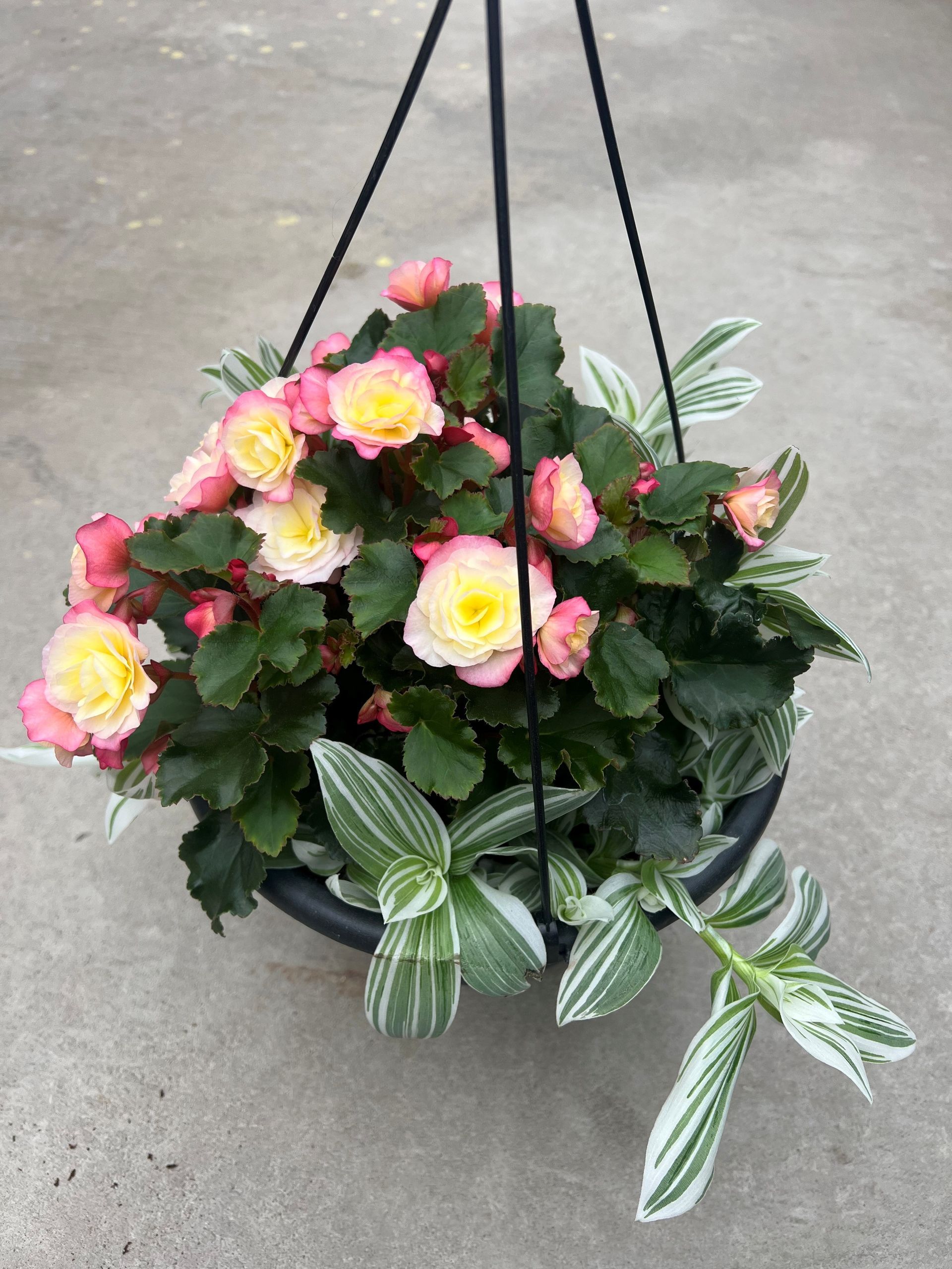 Hanging basket with pink and yellow begonias, surrounded by green and white striped leaves, set against a gray background.