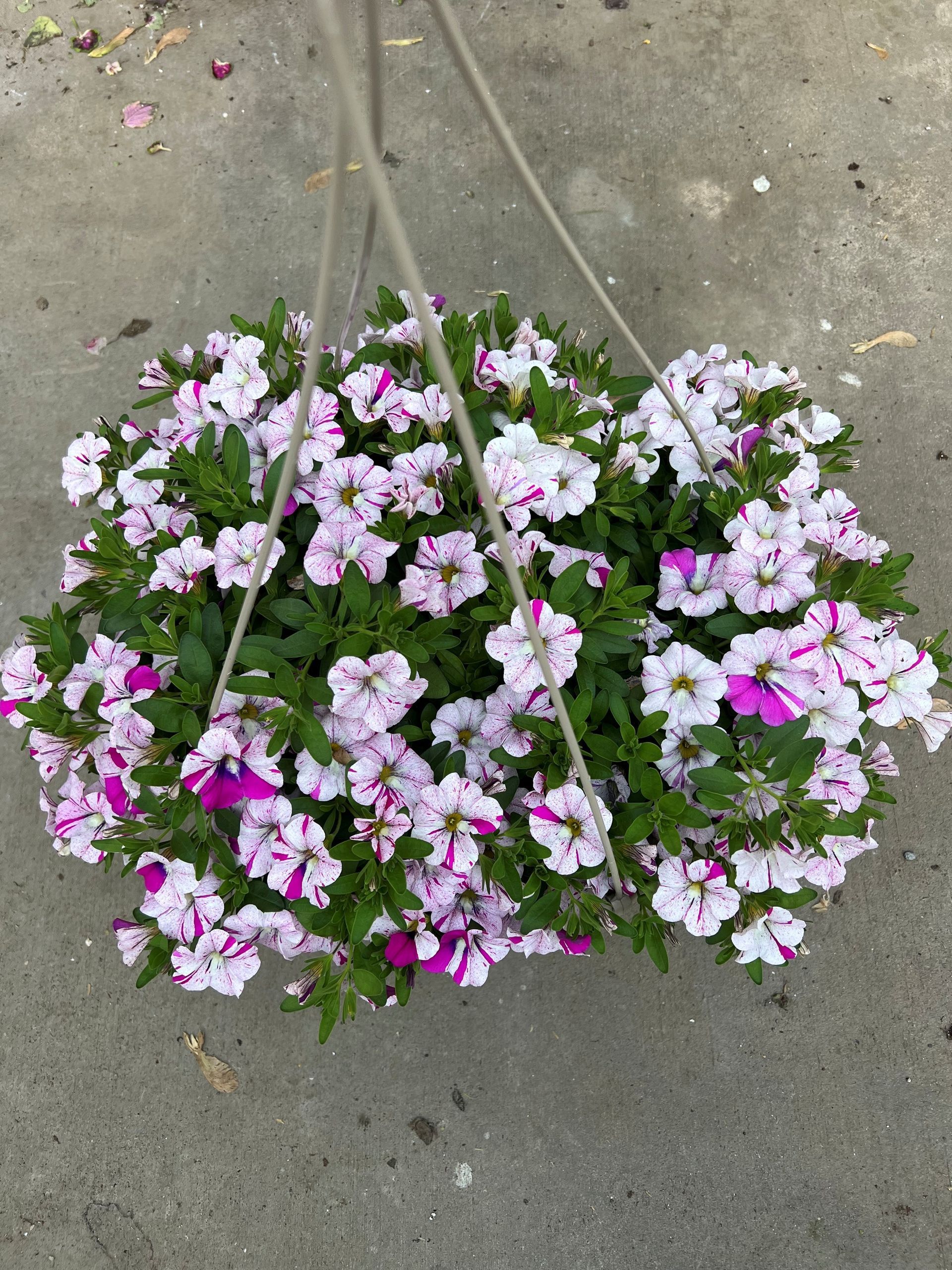 Hanging basket of white and purple petunias, green leaves, against a gray concrete surface.
