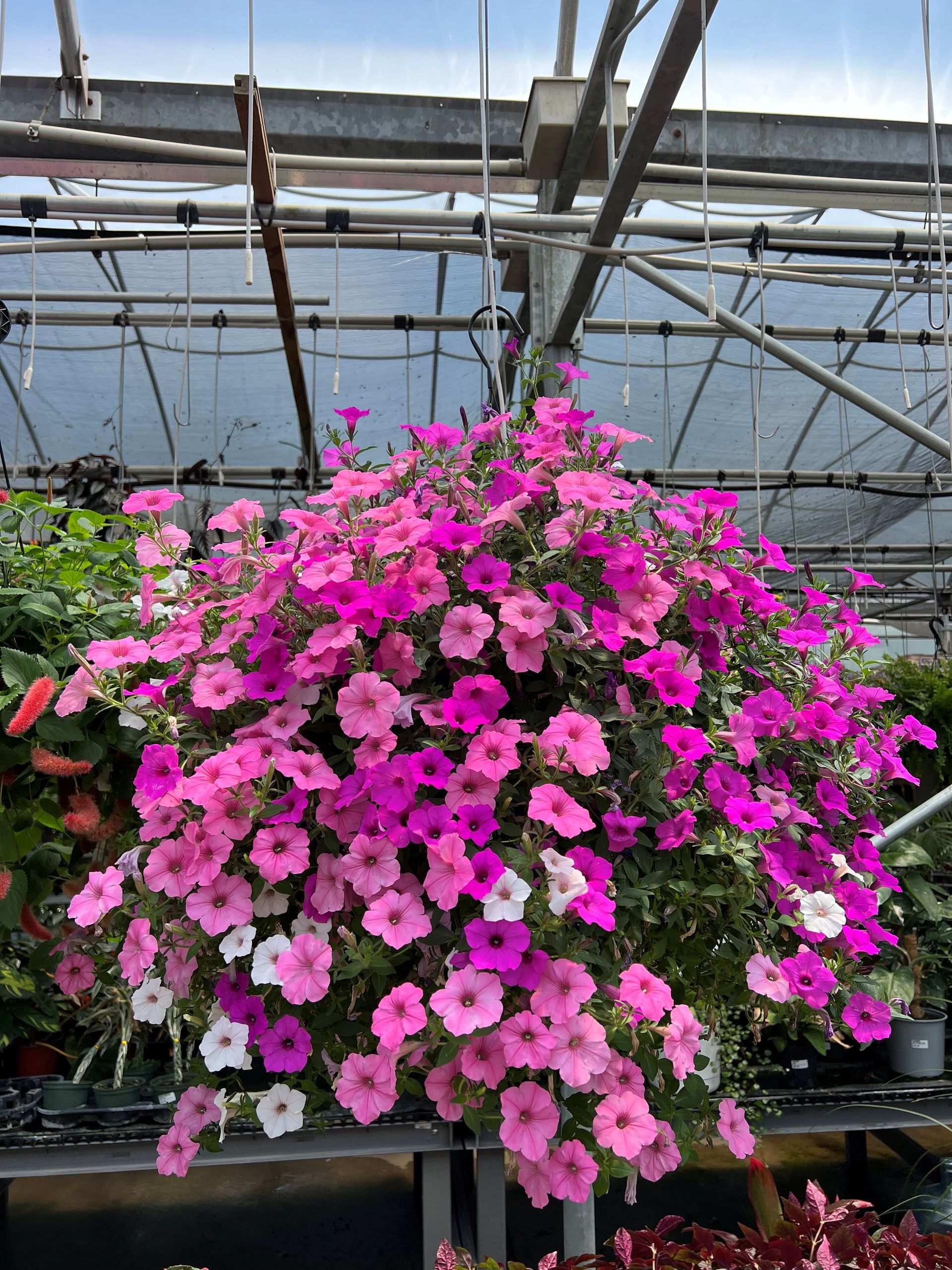 A hanging basket overflowing with pink, purple, and white petunias in a greenhouse.