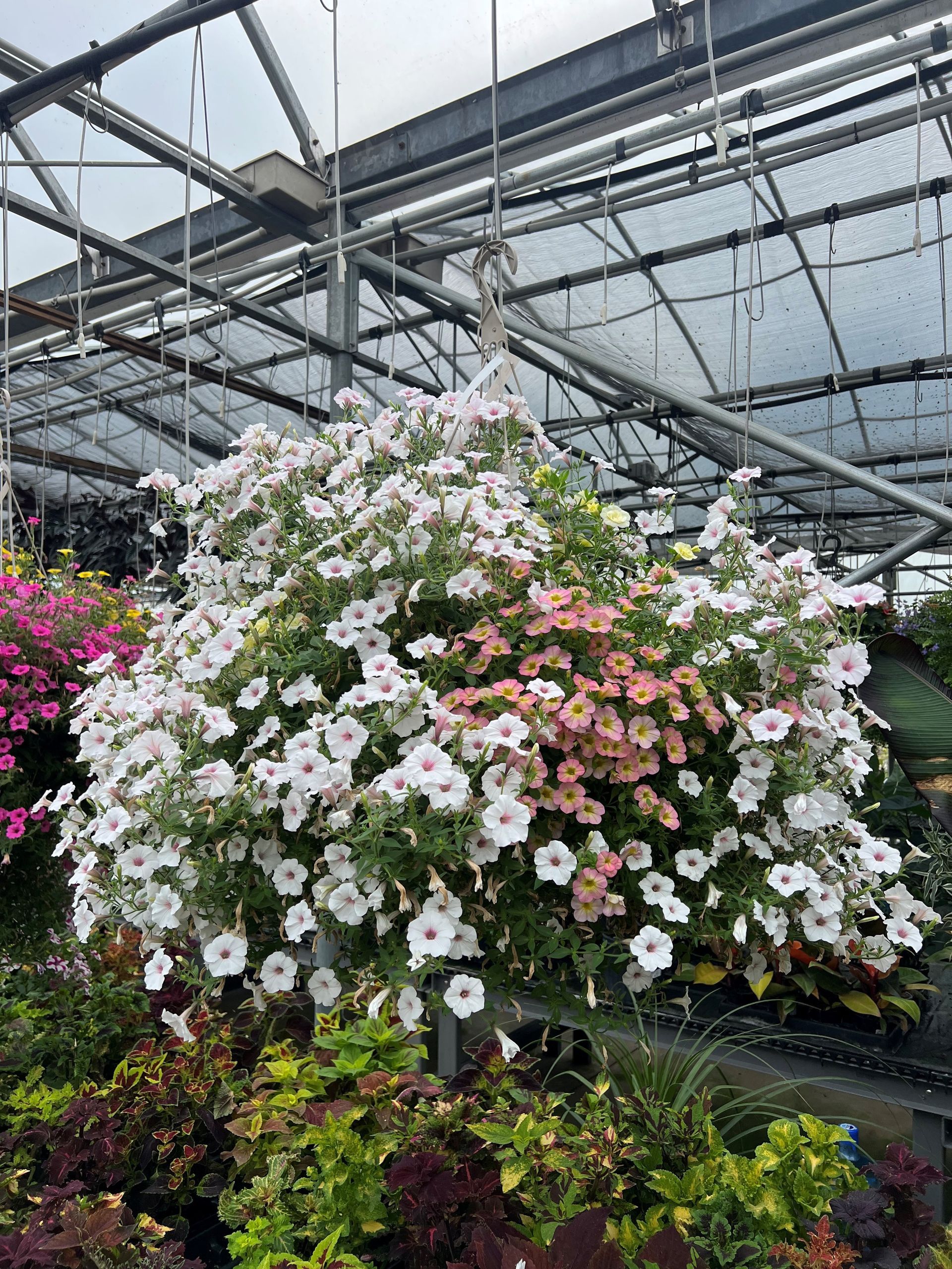 Hanging basket overflowing with white and peach petunias, under a greenhouse structure.