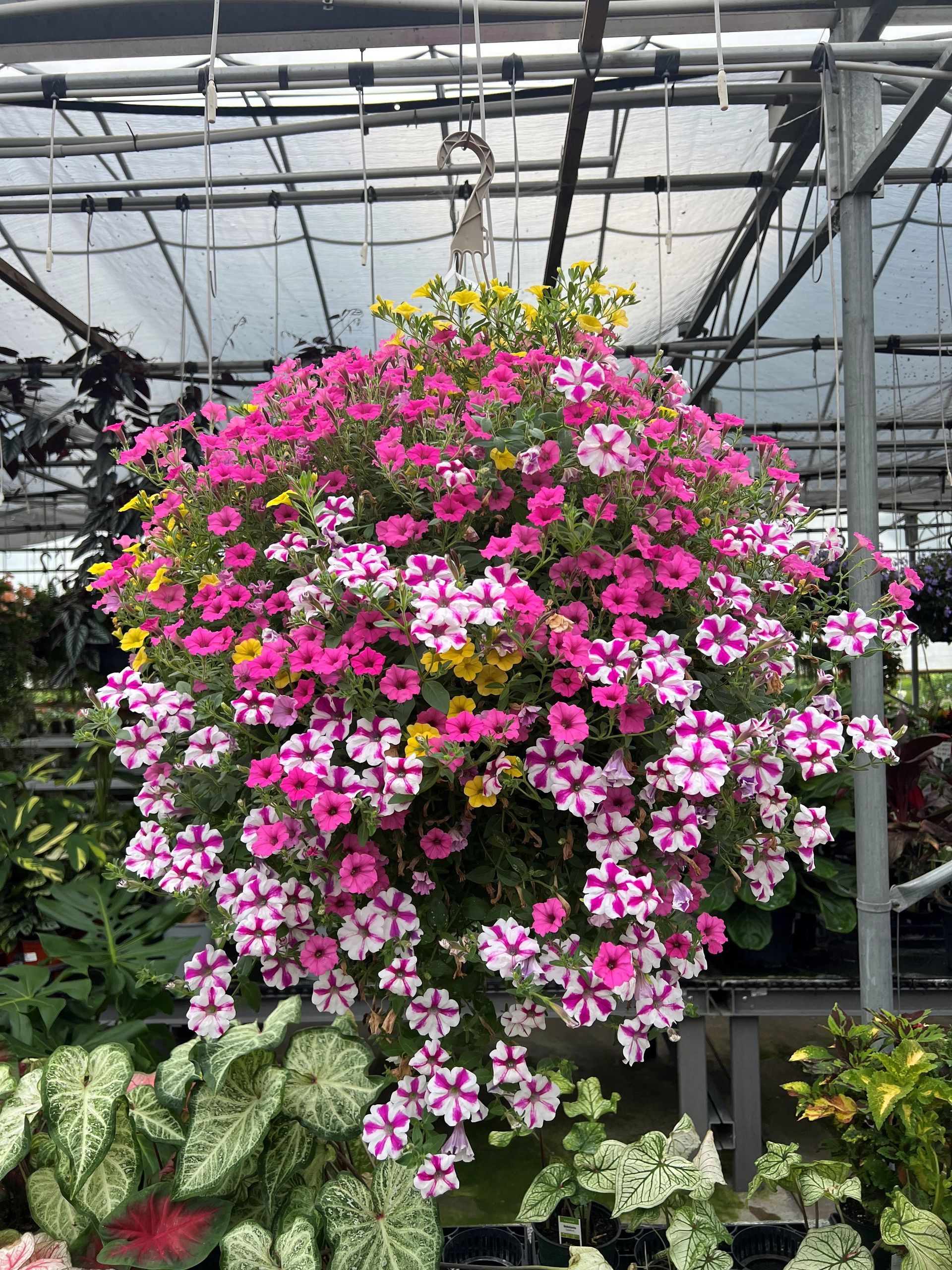 Hanging basket overflowing with pink, white, and yellow petunias in a greenhouse setting.