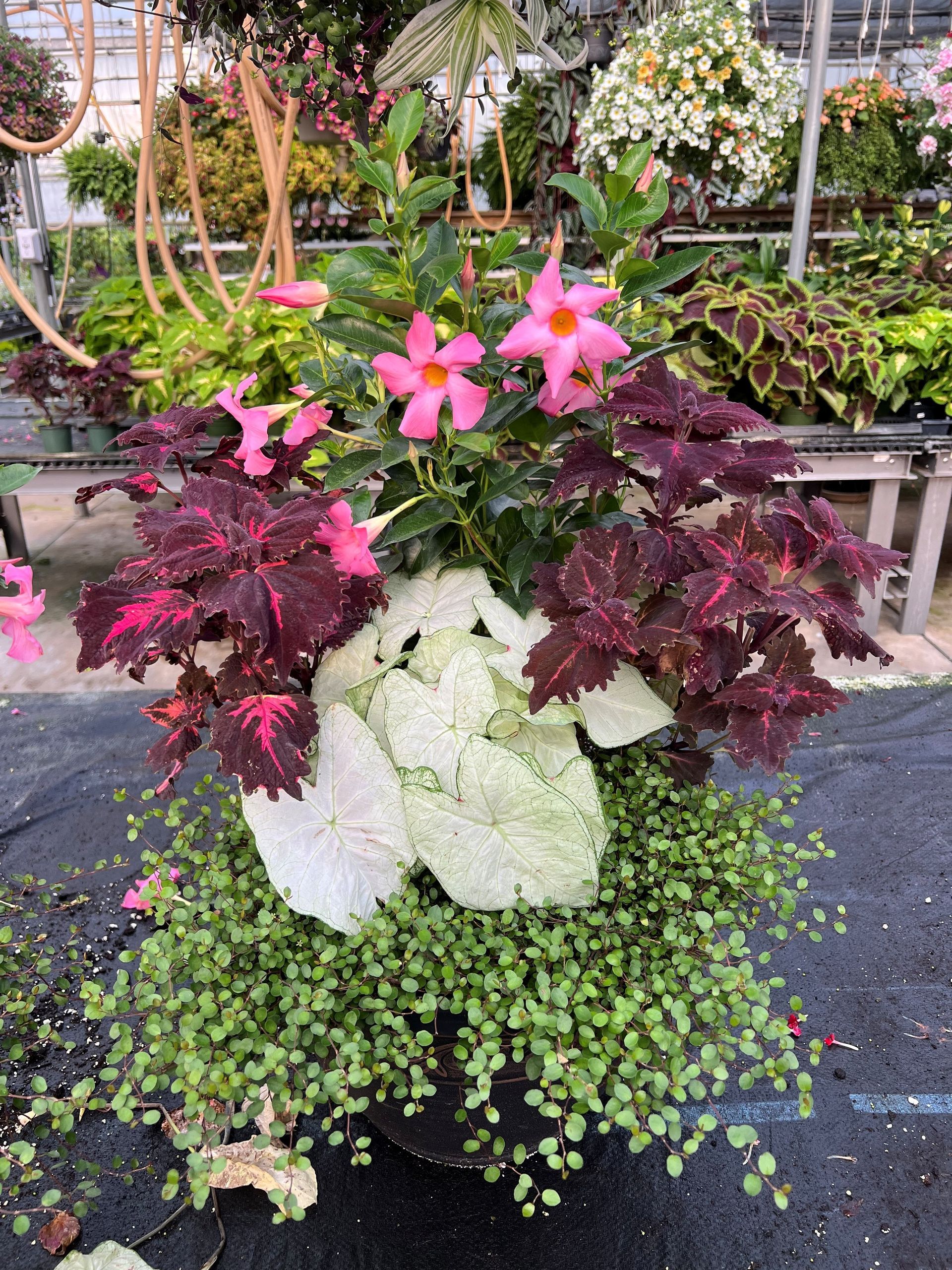 A potted floral arrangement with pink flowers, deep red and white foliage, and a cascading green ground cover.