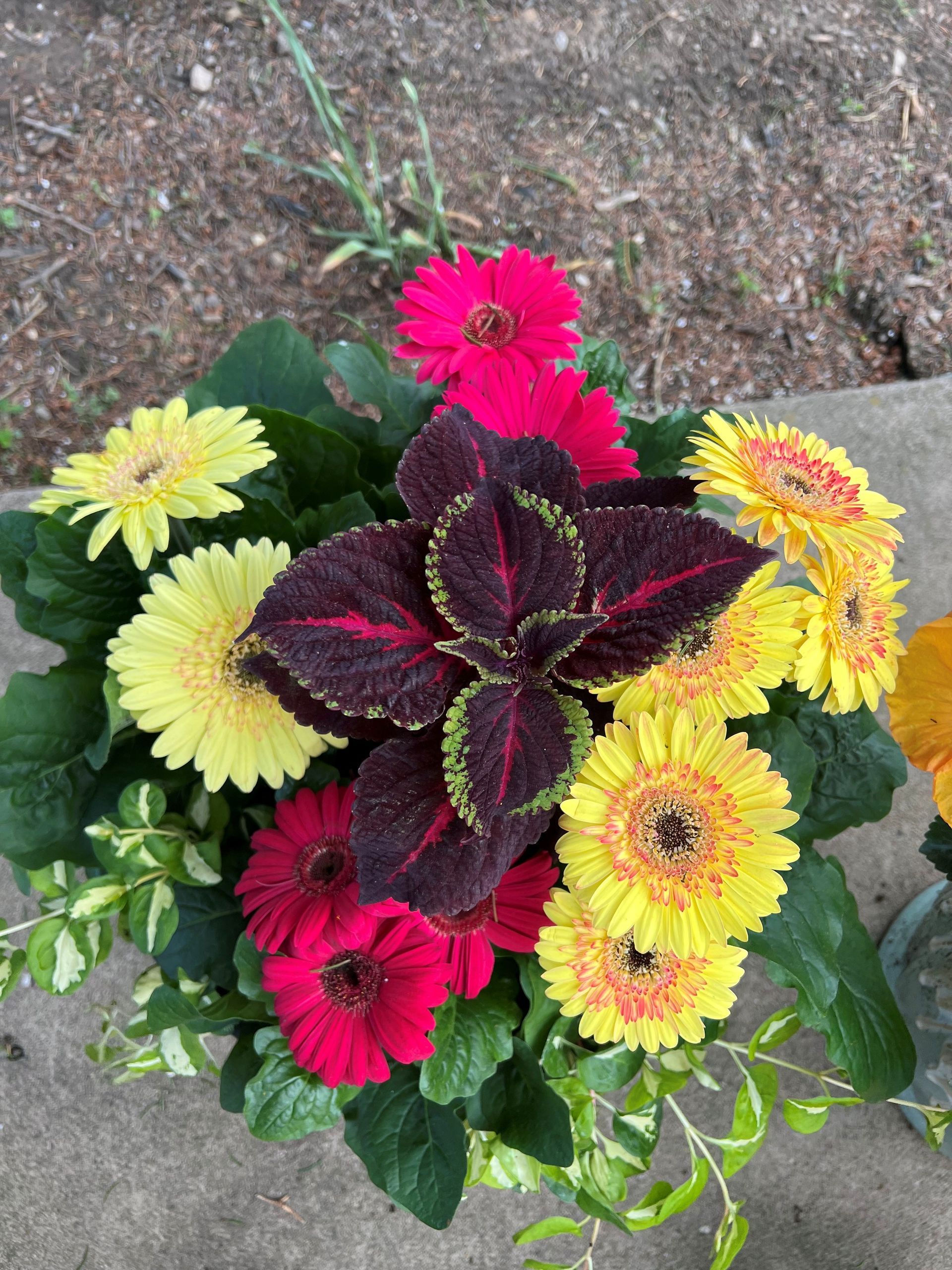 Colorful arrangement of yellow and red gerbera daisies with a dark red and green coleus plant.