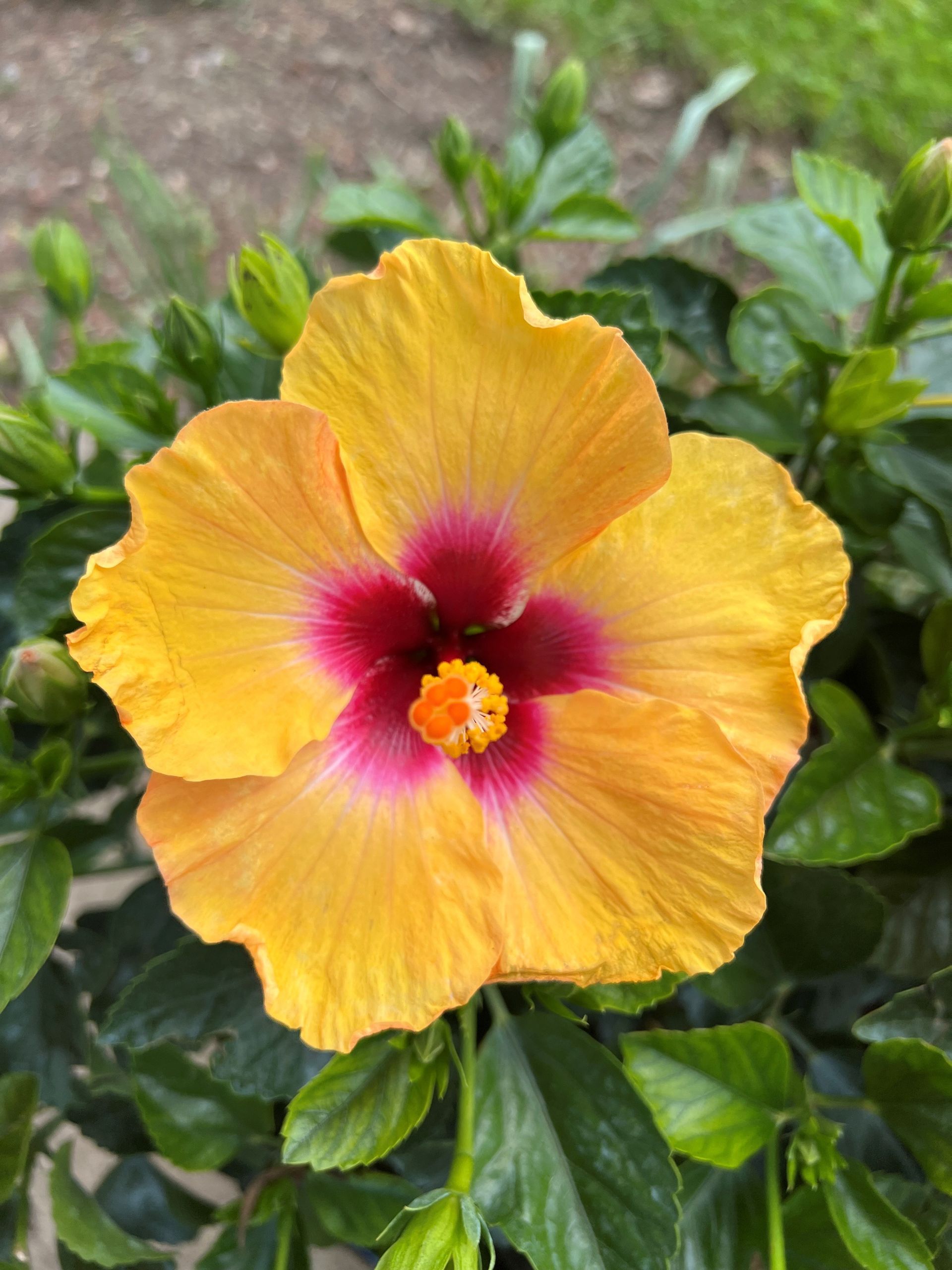 Yellow hibiscus flower with a red center, surrounded by green leaves.