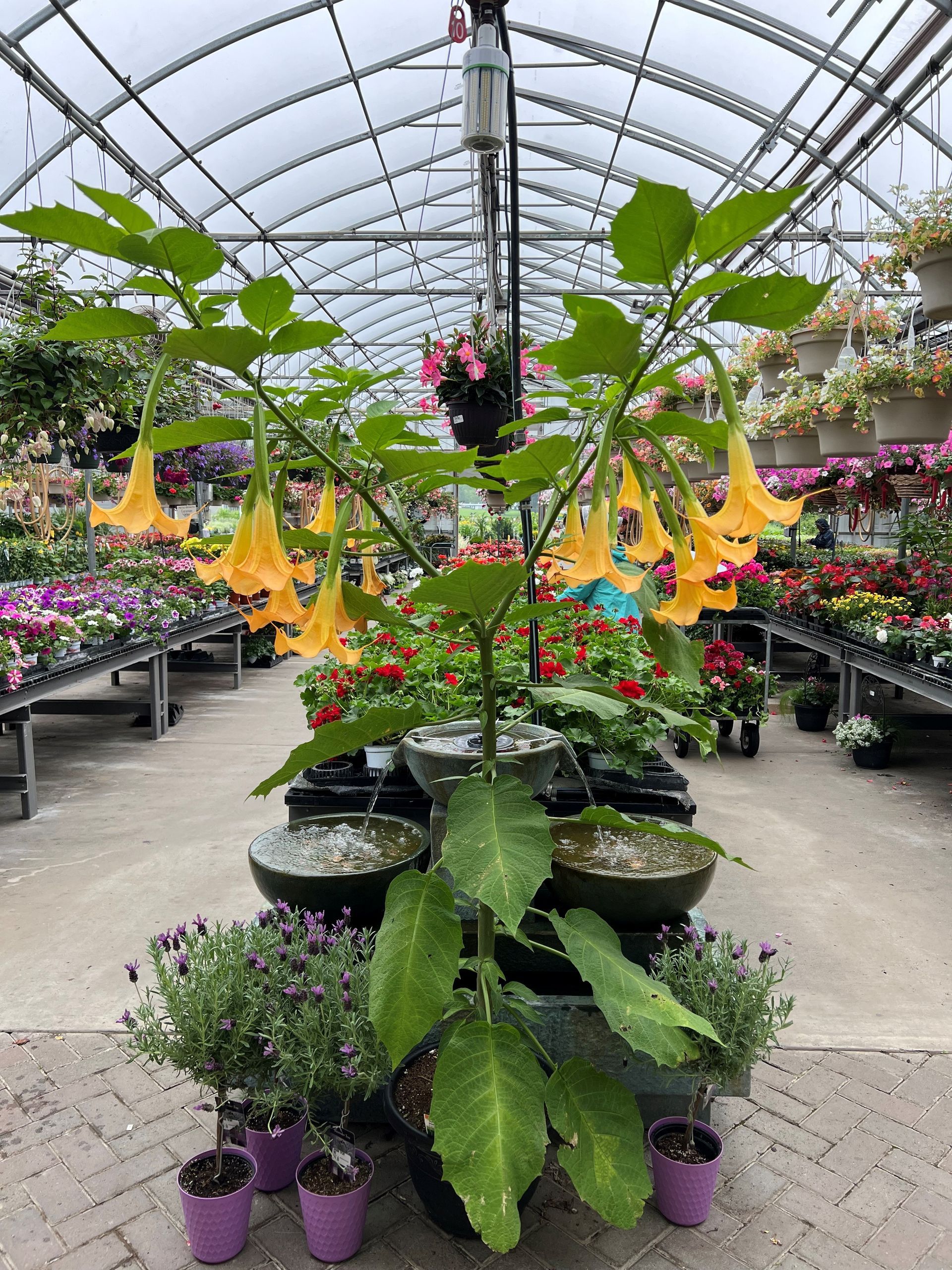 Yellow Brugmansia plant with trumpet-shaped flowers in a greenhouse, surrounded by other potted plants.
