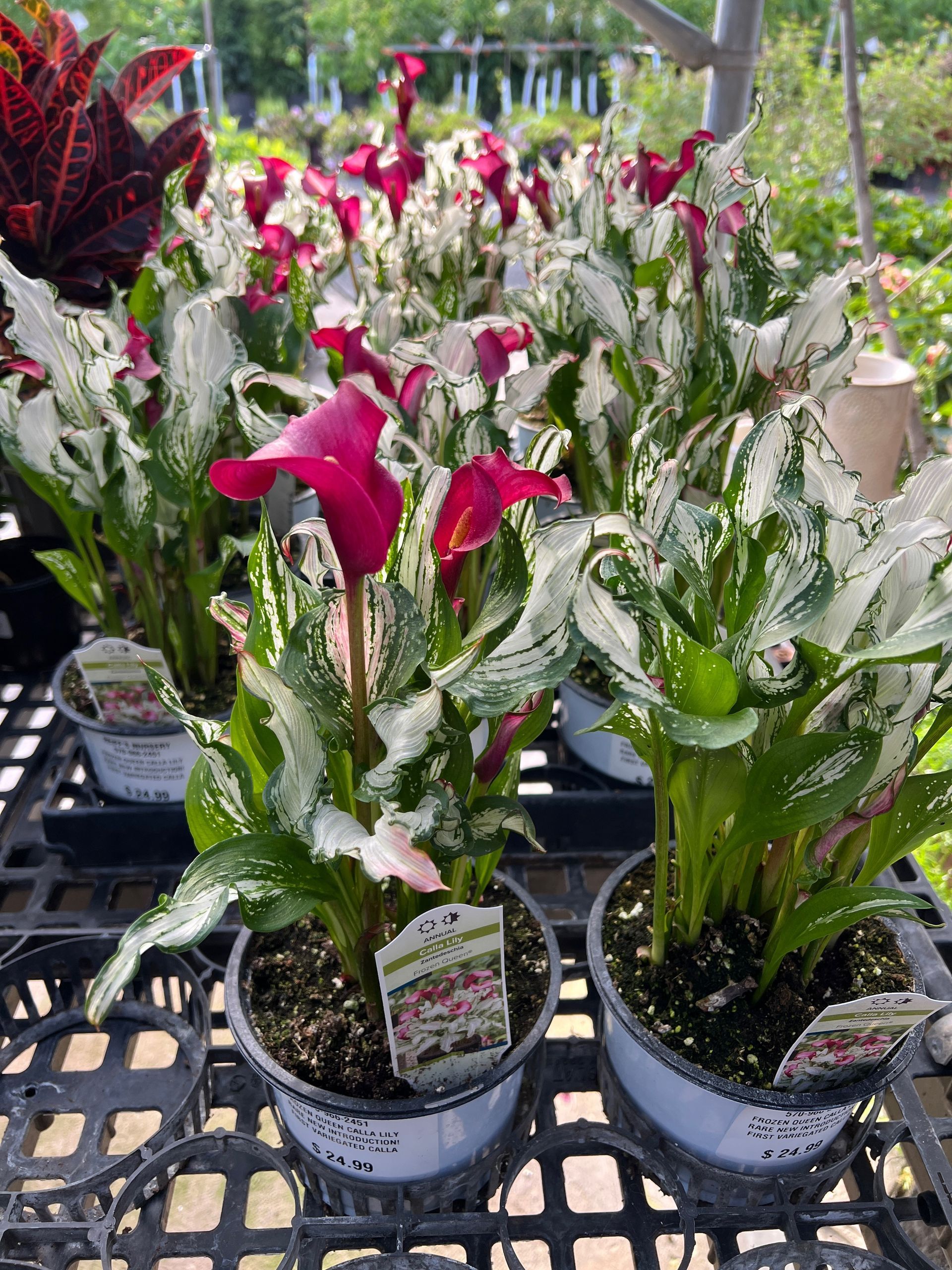 Calla lilies with burgundy blooms and variegated foliage in pots on a black tray.