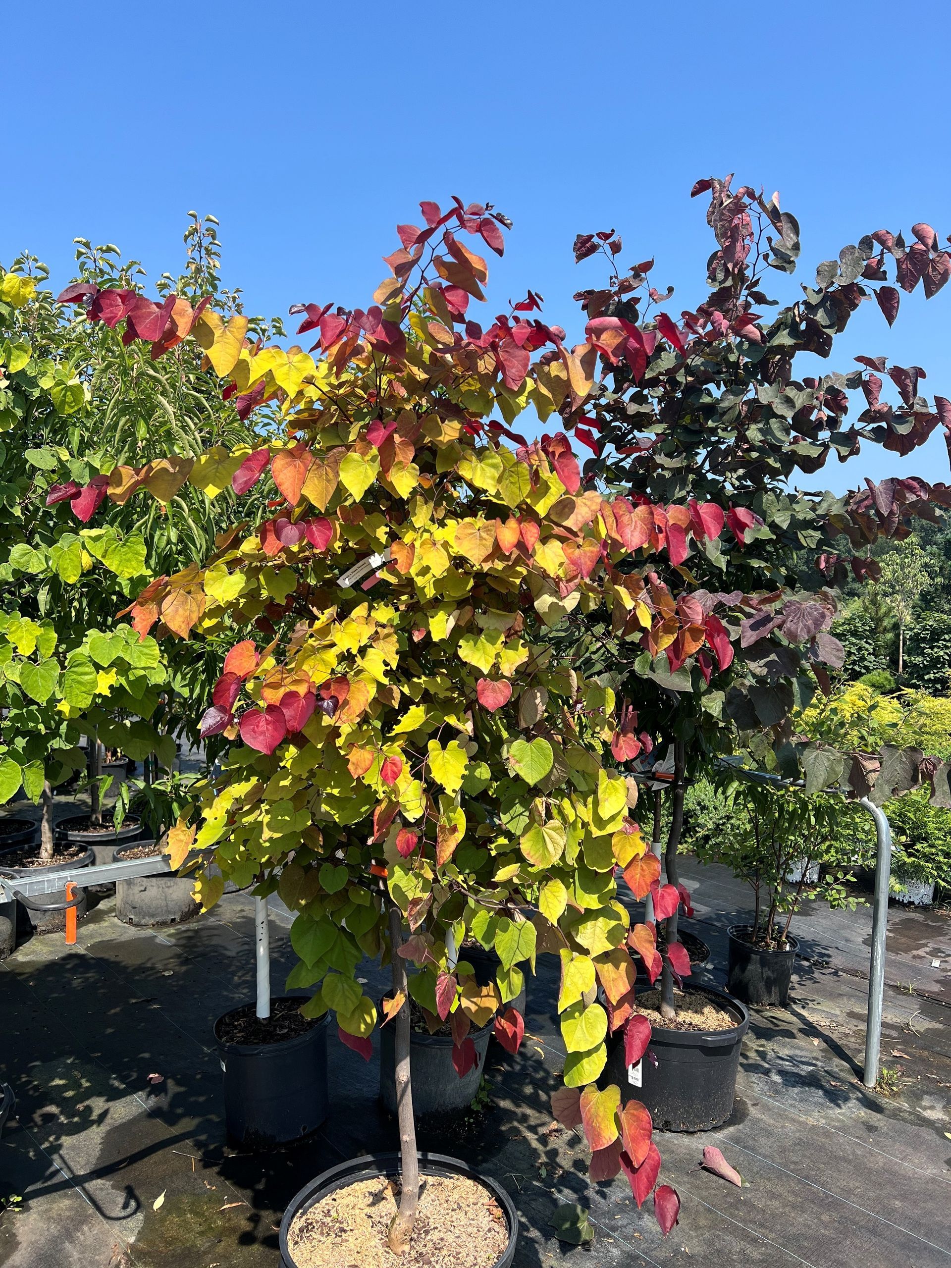 Young tree with red, yellow, and green foliage in a black pot, set outdoors under a blue sky.