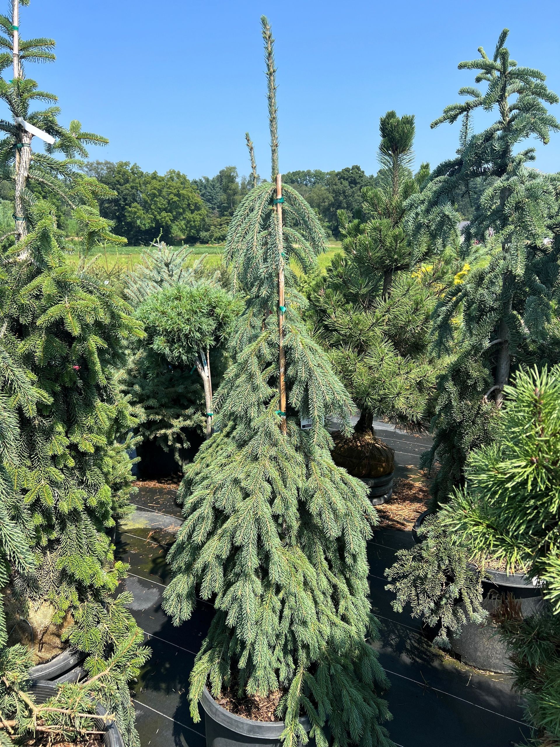 Tall, weeping blue spruce tree in a black pot, surrounded by other potted trees on a sunny day.