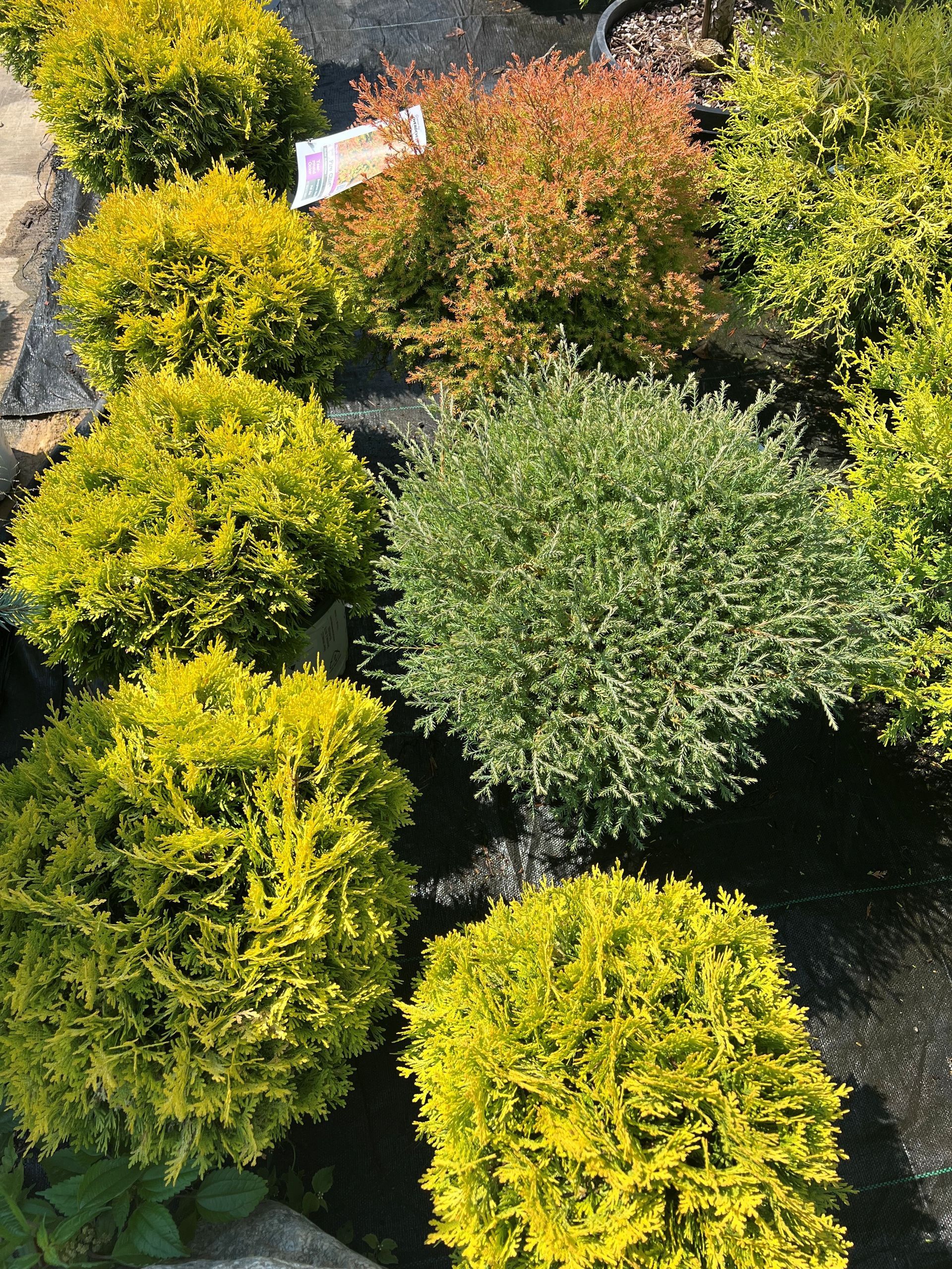 Various potted shrubs with different colors, including green, yellow, and reddish-orange.