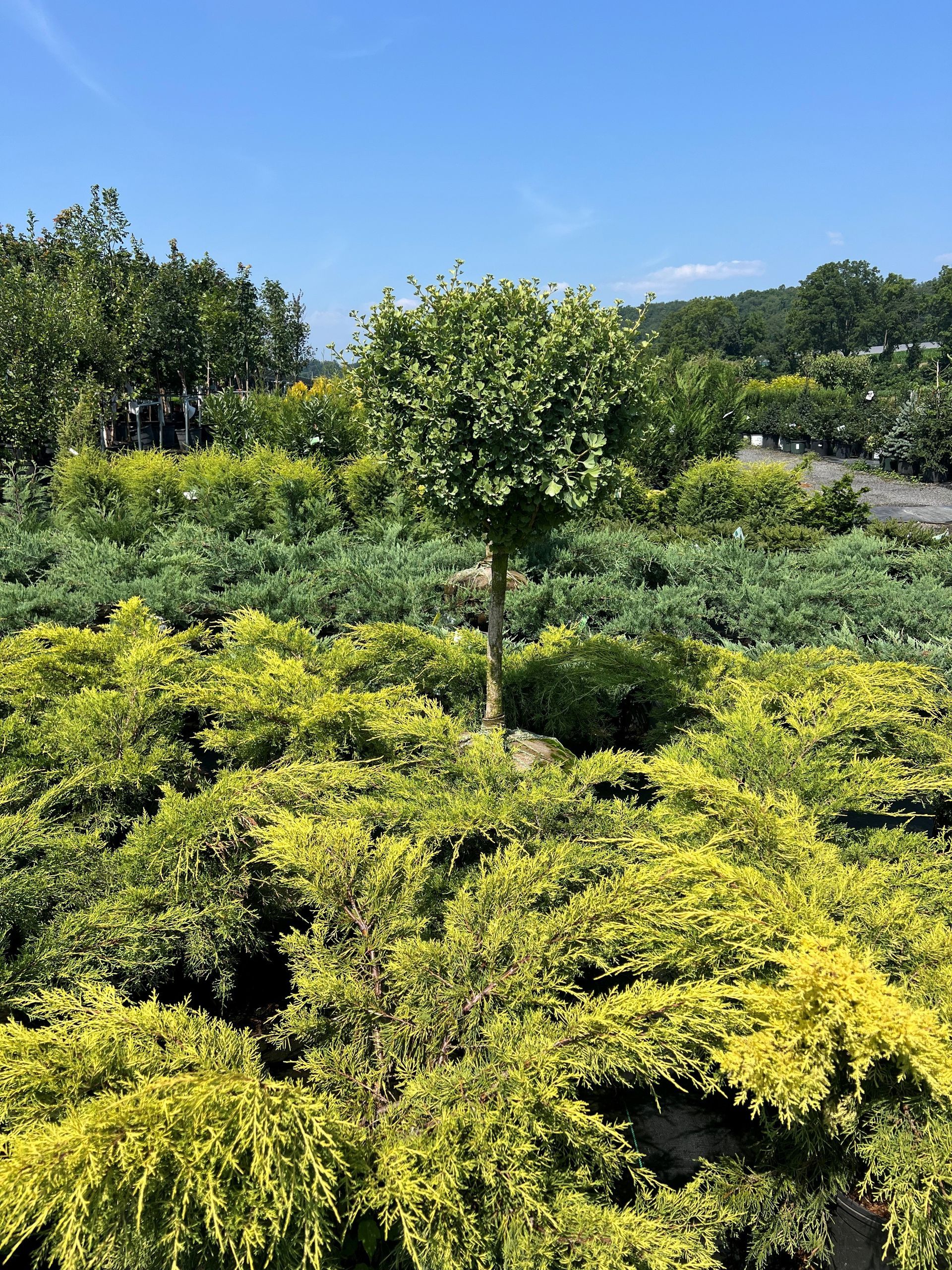 A small tree with a round green crown stands in a bed of yellow and green shrubs under a blue sky.