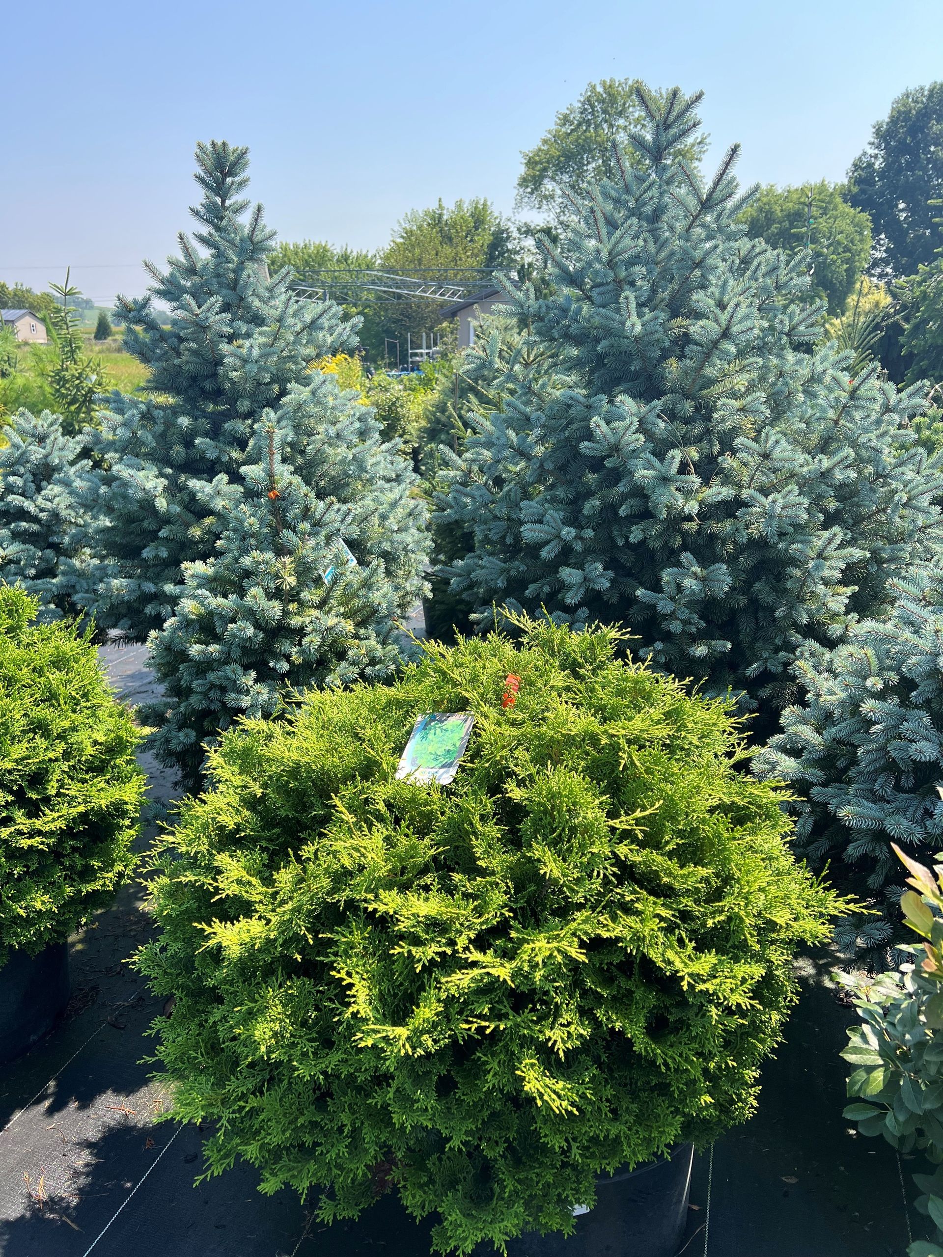 Green, spherical shrub in front of blue-green evergreen trees in a sunny outdoor setting.