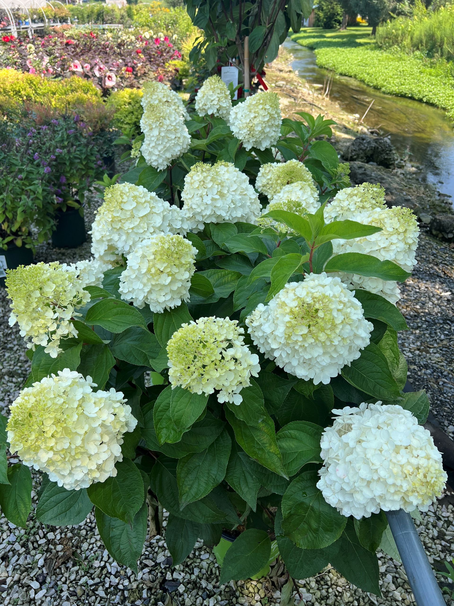 White hydrangea bush with large, round flower heads and green leaves, outside.