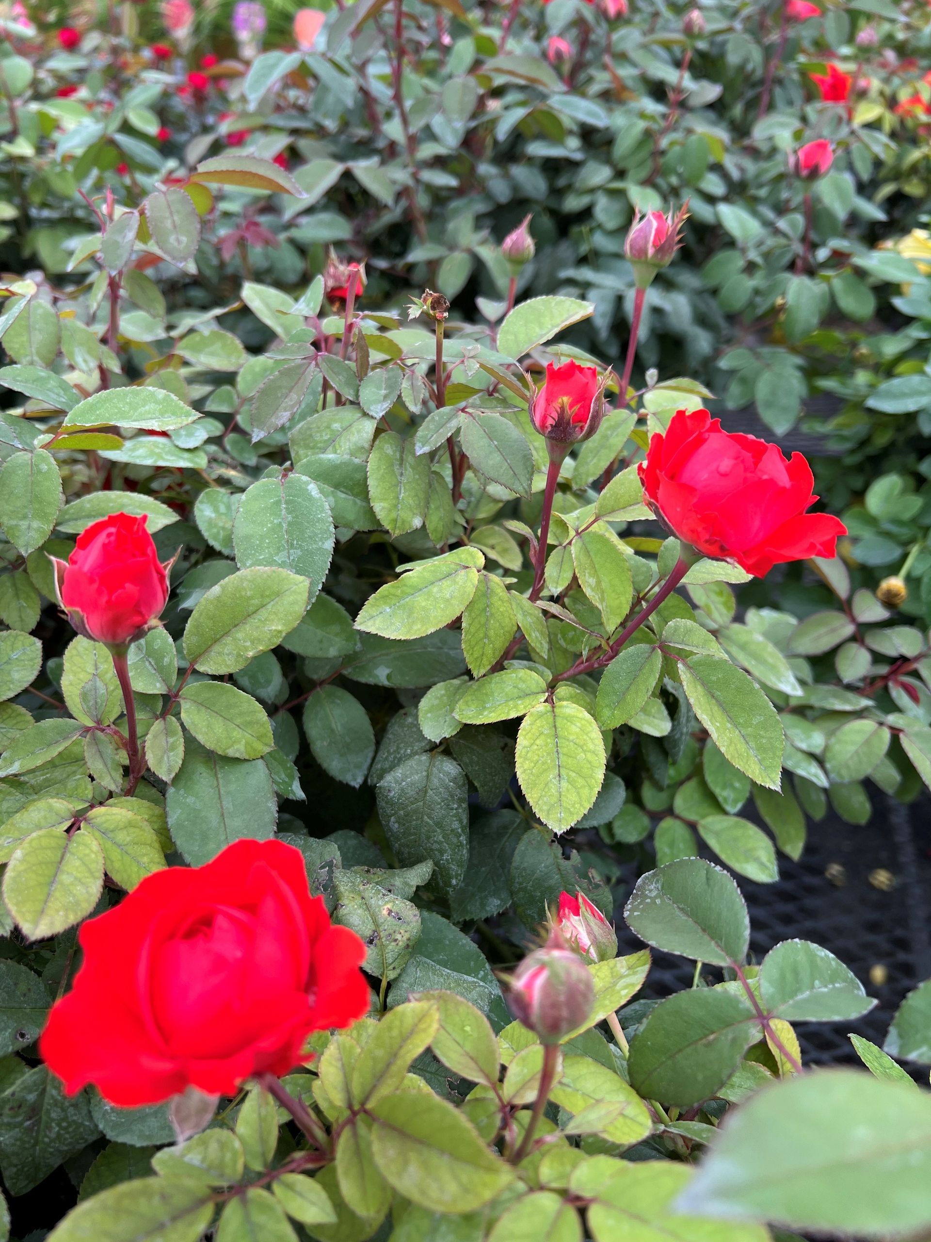Red roses in various stages of bloom with green foliage; outdoors.