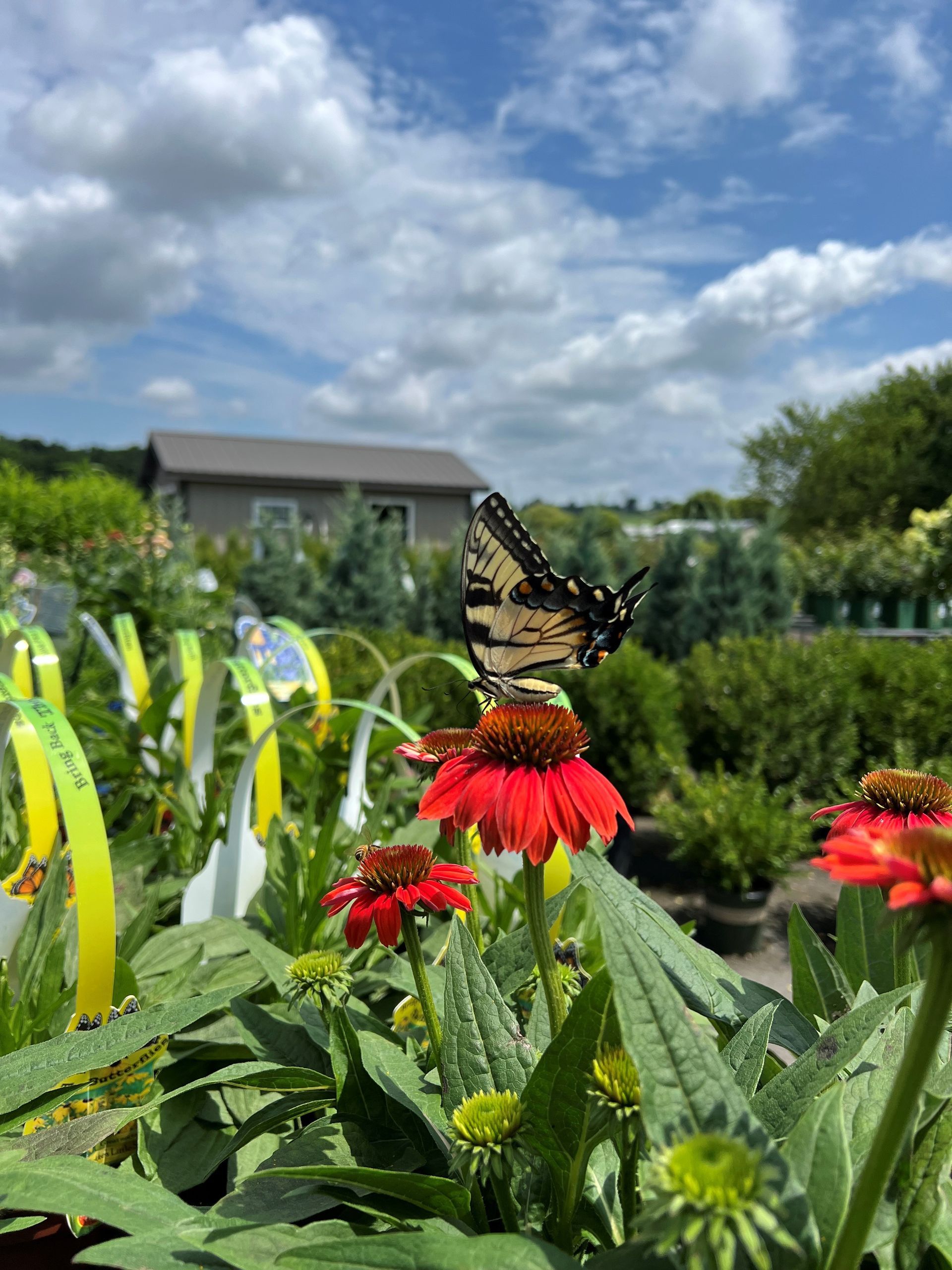 Butterfly on red coneflower in a garden center, with a cloudy blue sky in the background.