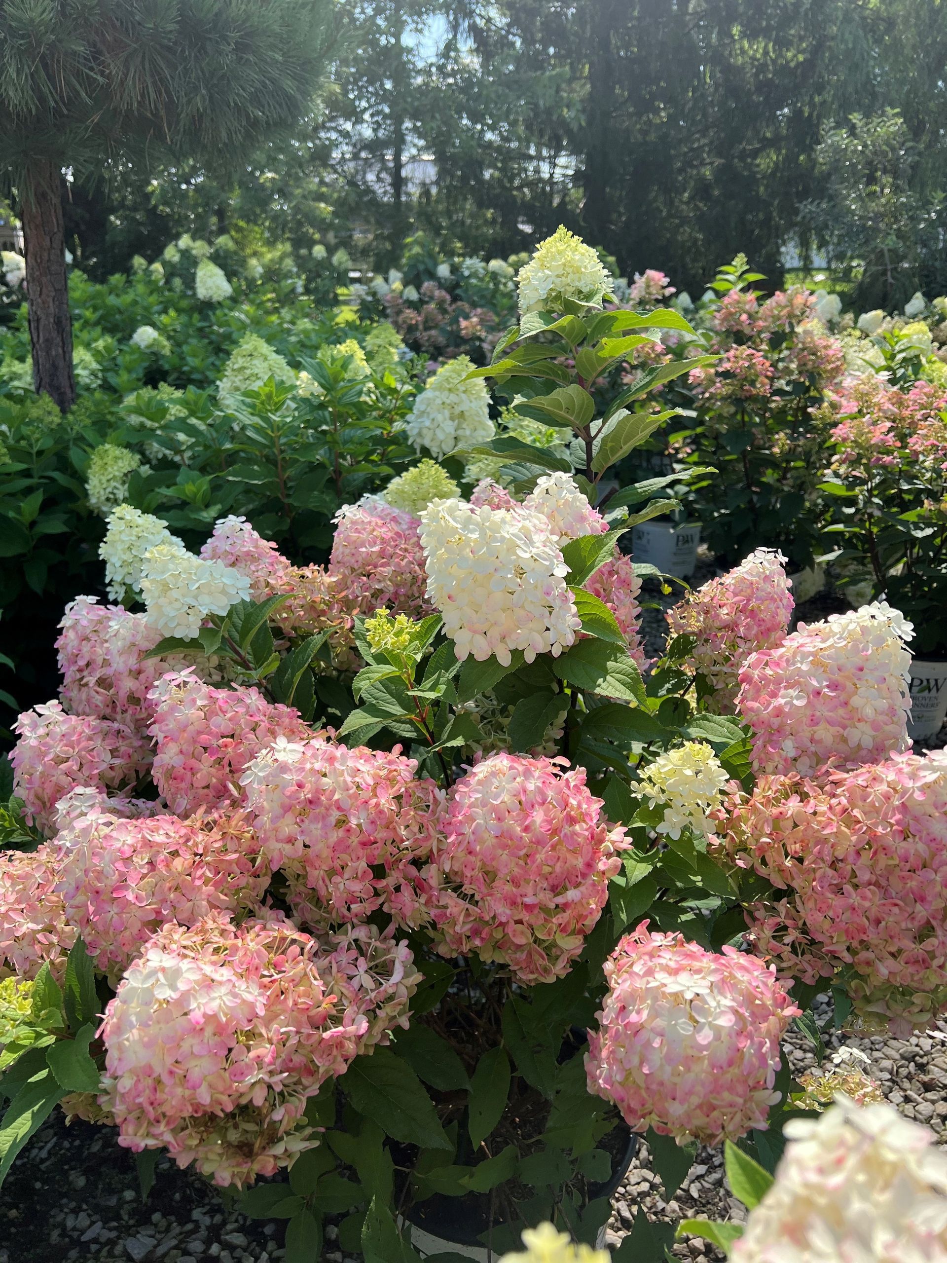 Pink and white hydrangea flowers in full bloom. Green foliage in a sunny garden.