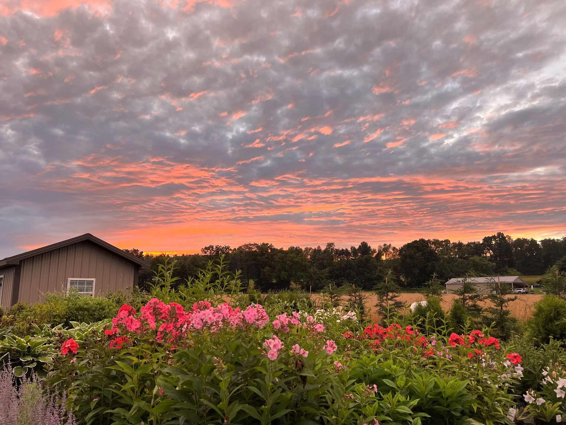 Sunset over a garden of colorful flowers; a small shed and trees are in the background.