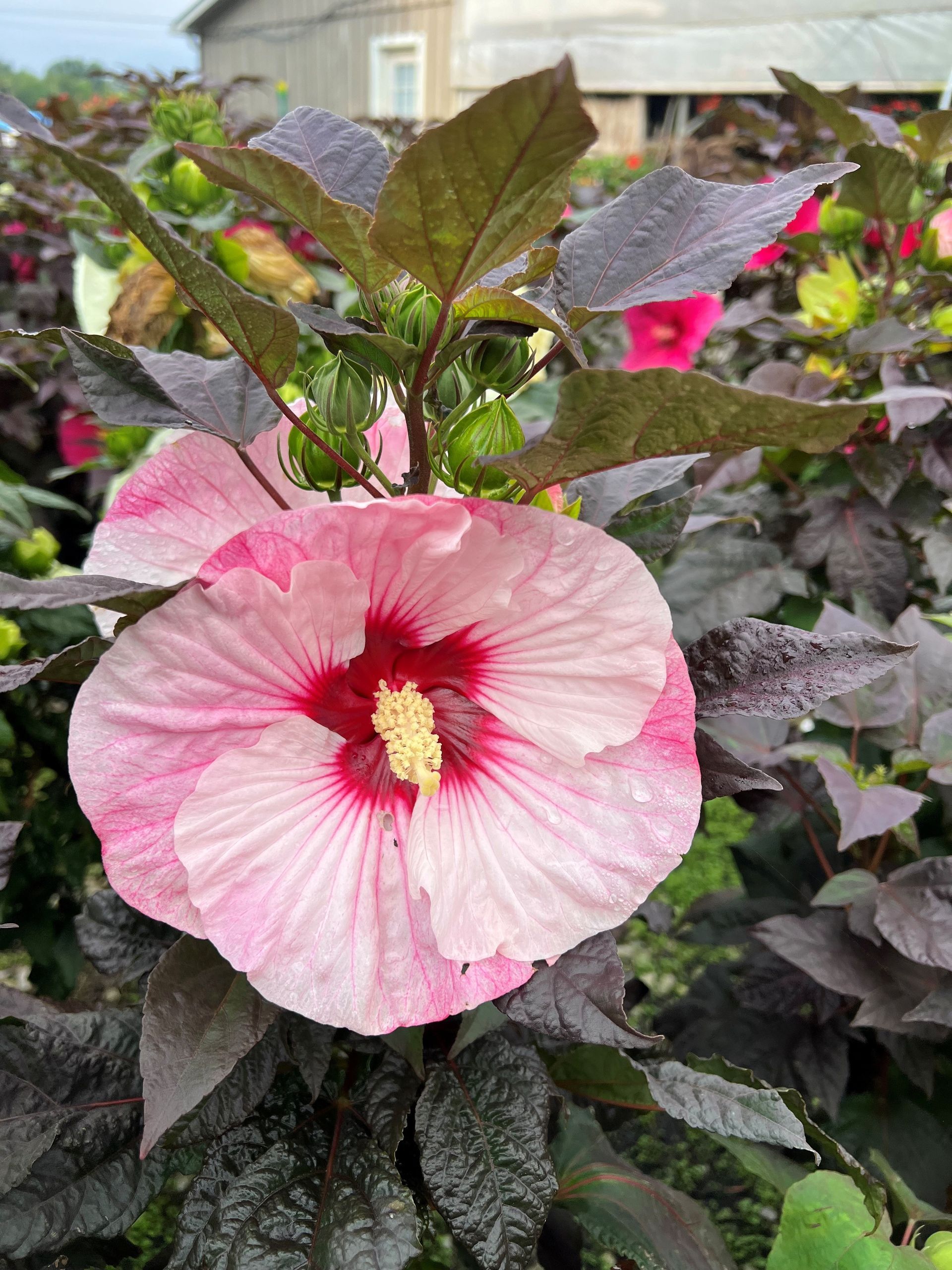 Large pink and red hibiscus flower with dark burgundy leaves and buds.