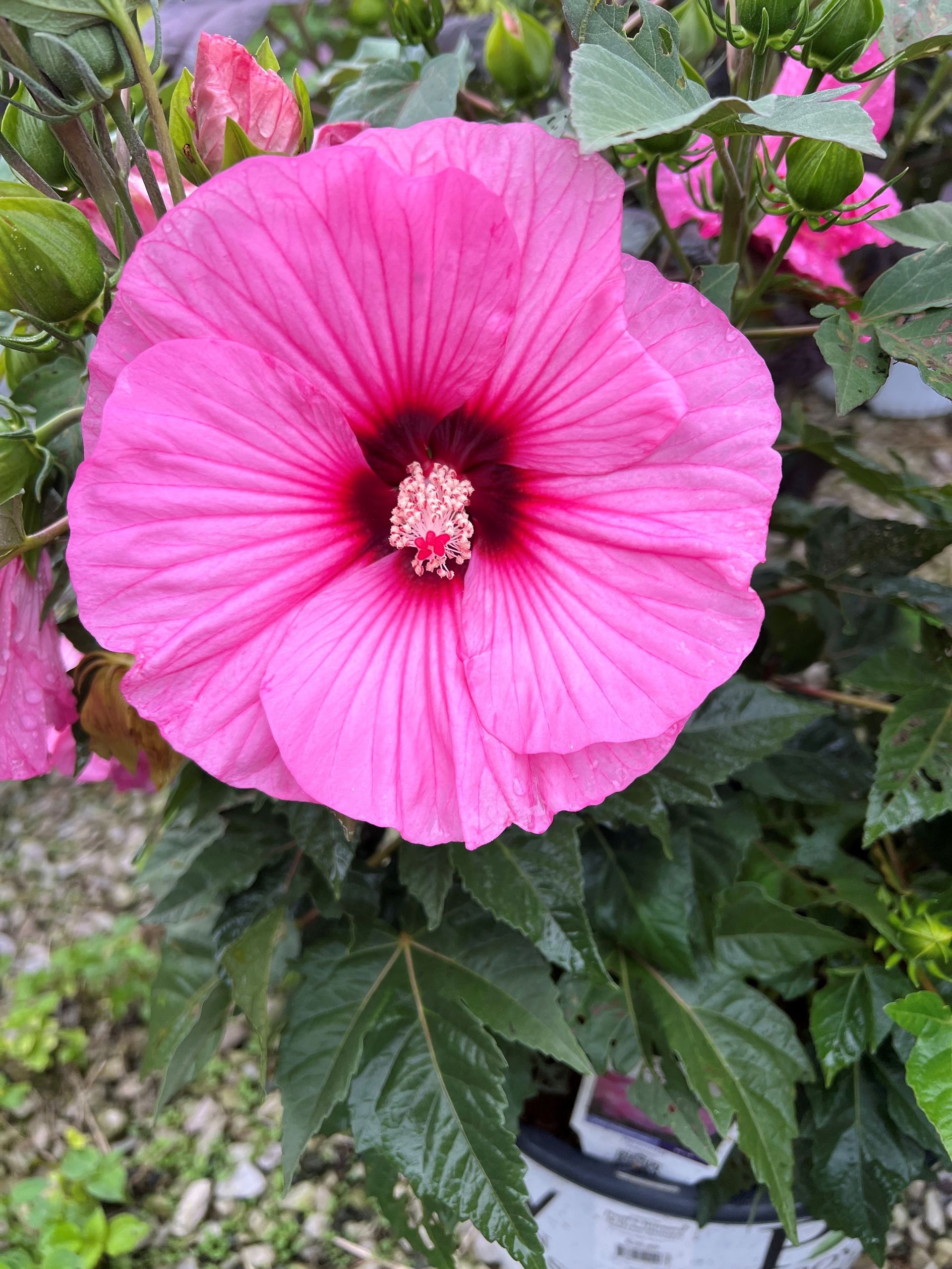 Pink hibiscus flower with a dark red center, surrounded by green leaves.