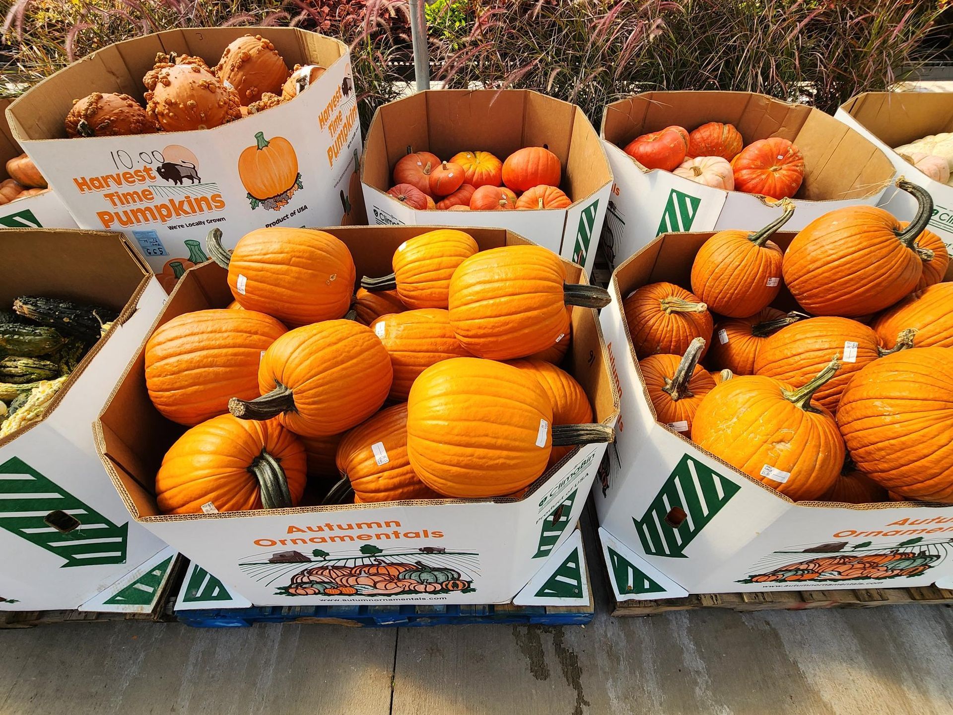 Crates of small orange pumpkins and gourds at a market stand