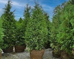 Tall potted evergreen shrubs lined up outdoors on gravel under a bright blue sky