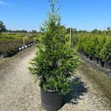 Potted evergreen tree in a nursery field along a gravel path under a blue sky