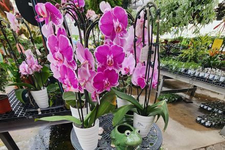 Pink orchids in white pots displayed on a nursery bench among other potted plants