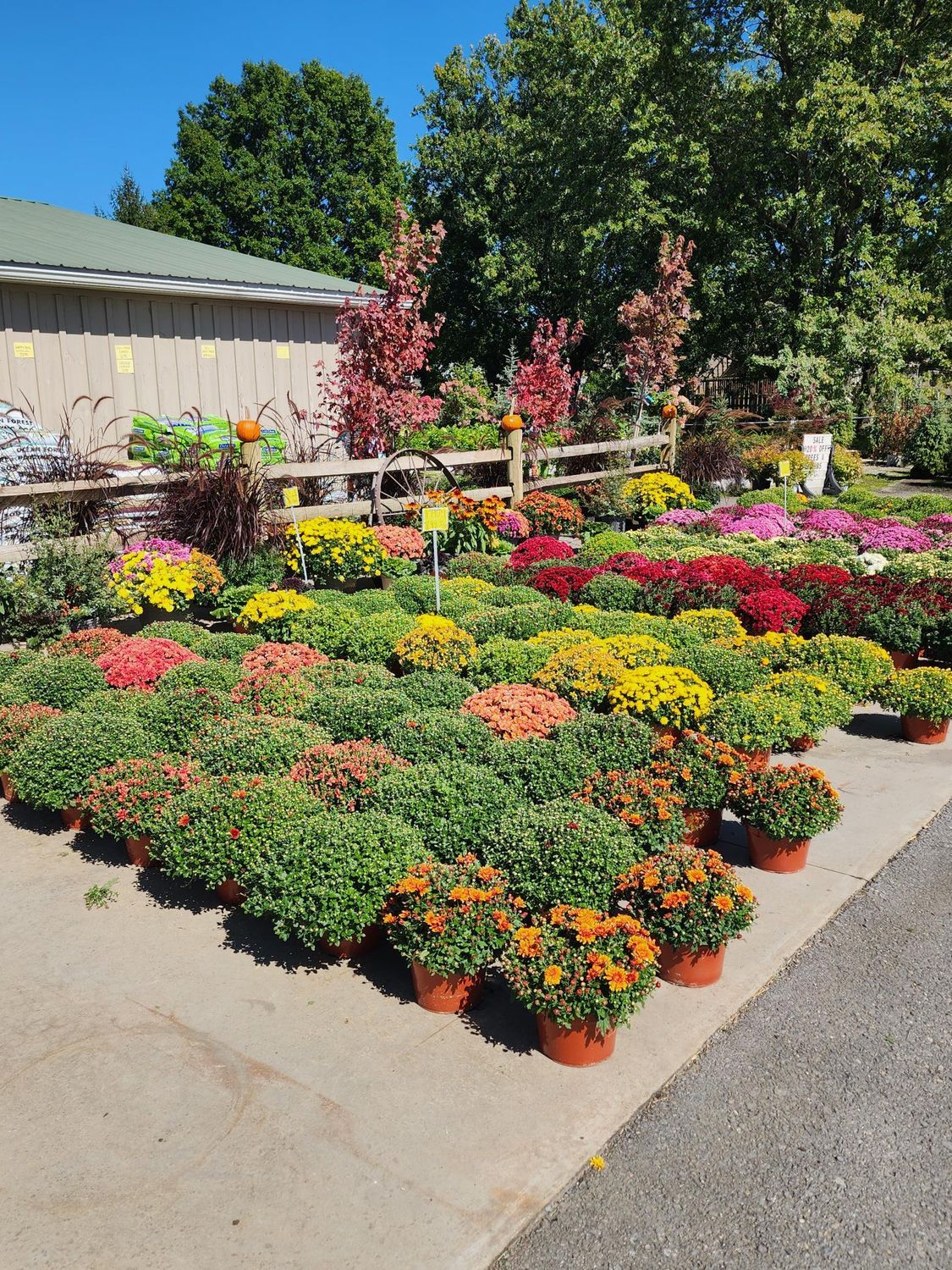 Rows of colorful potted flowers outside a garden center on a sunny day