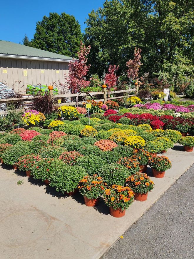 Rows of colorful potted flowers outside a garden center on a sunny day