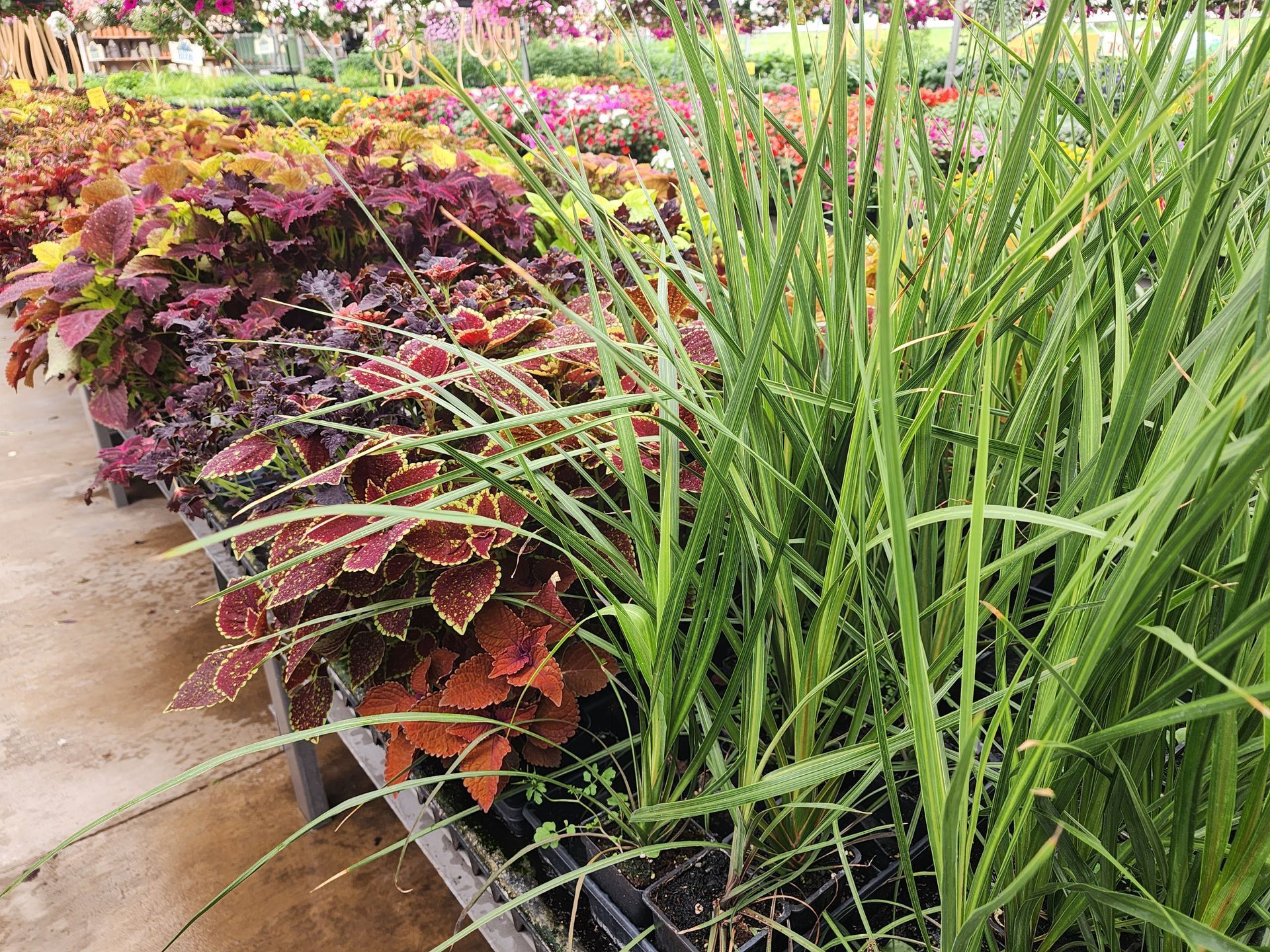 Colorful ornamental plants with red and green foliage growing beside a sidewalk garden bed