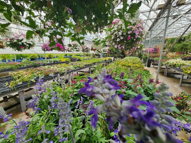 Colorful flowers and hanging blooms in a greenhouse garden nursery
