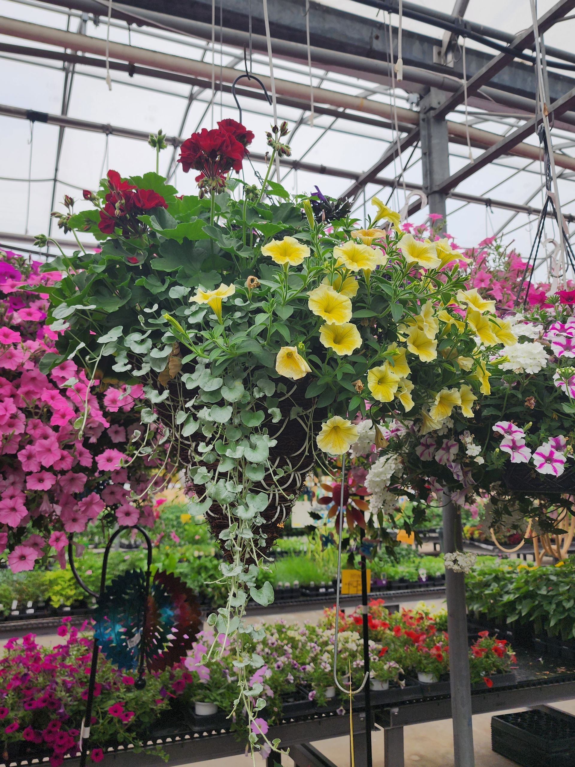 Hanging baskets of colorful flowers in a greenhouse, with yellow, pink, and red blooms.