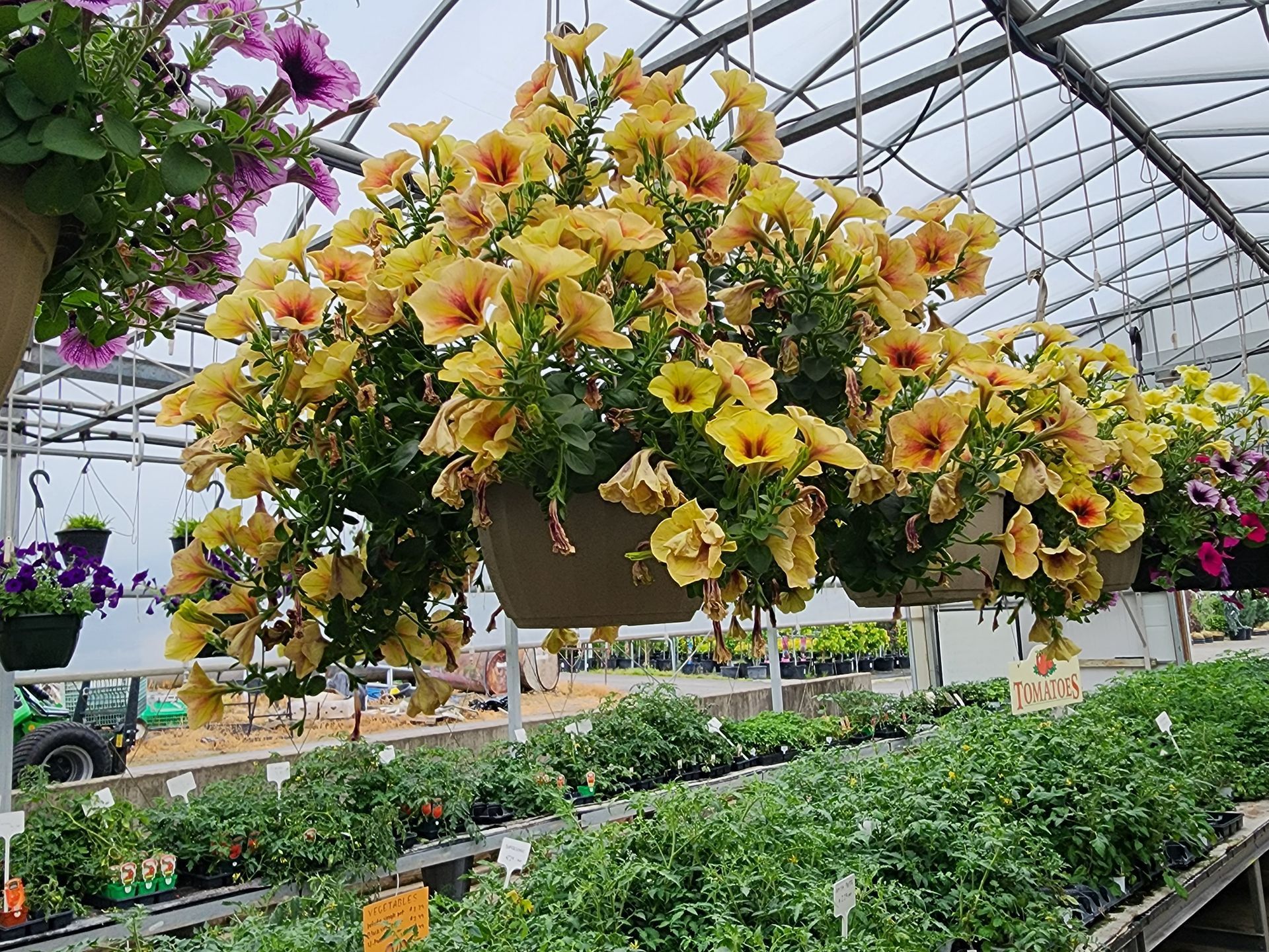 Hanging basket of yellow flowers in a greenhouse nursery with rows of plants below