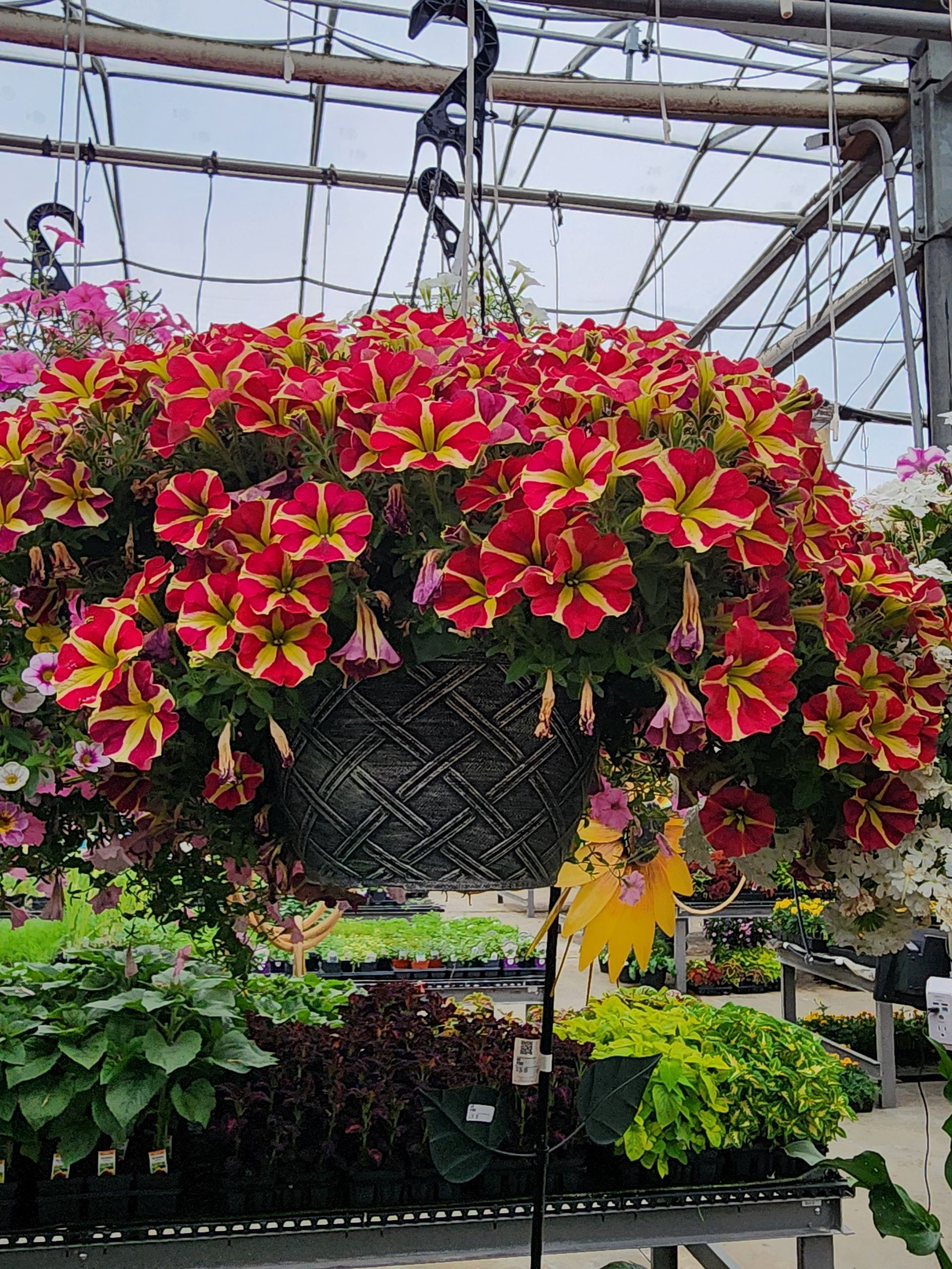 Hanging basket overflowing with red and yellow flowers in a greenhouse garden center