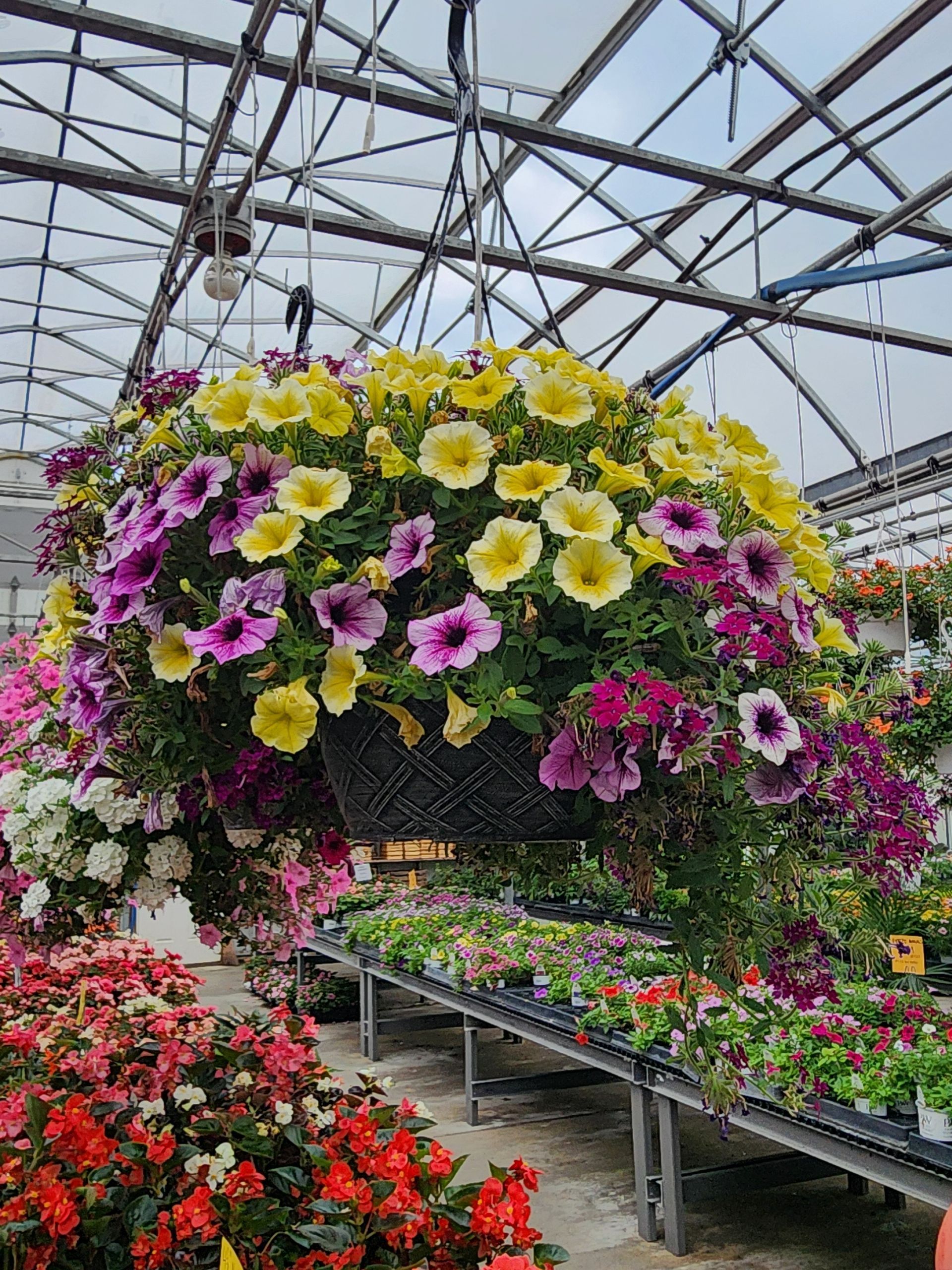 Hanging basket of yellow, purple, and pink flowers in a greenhouse